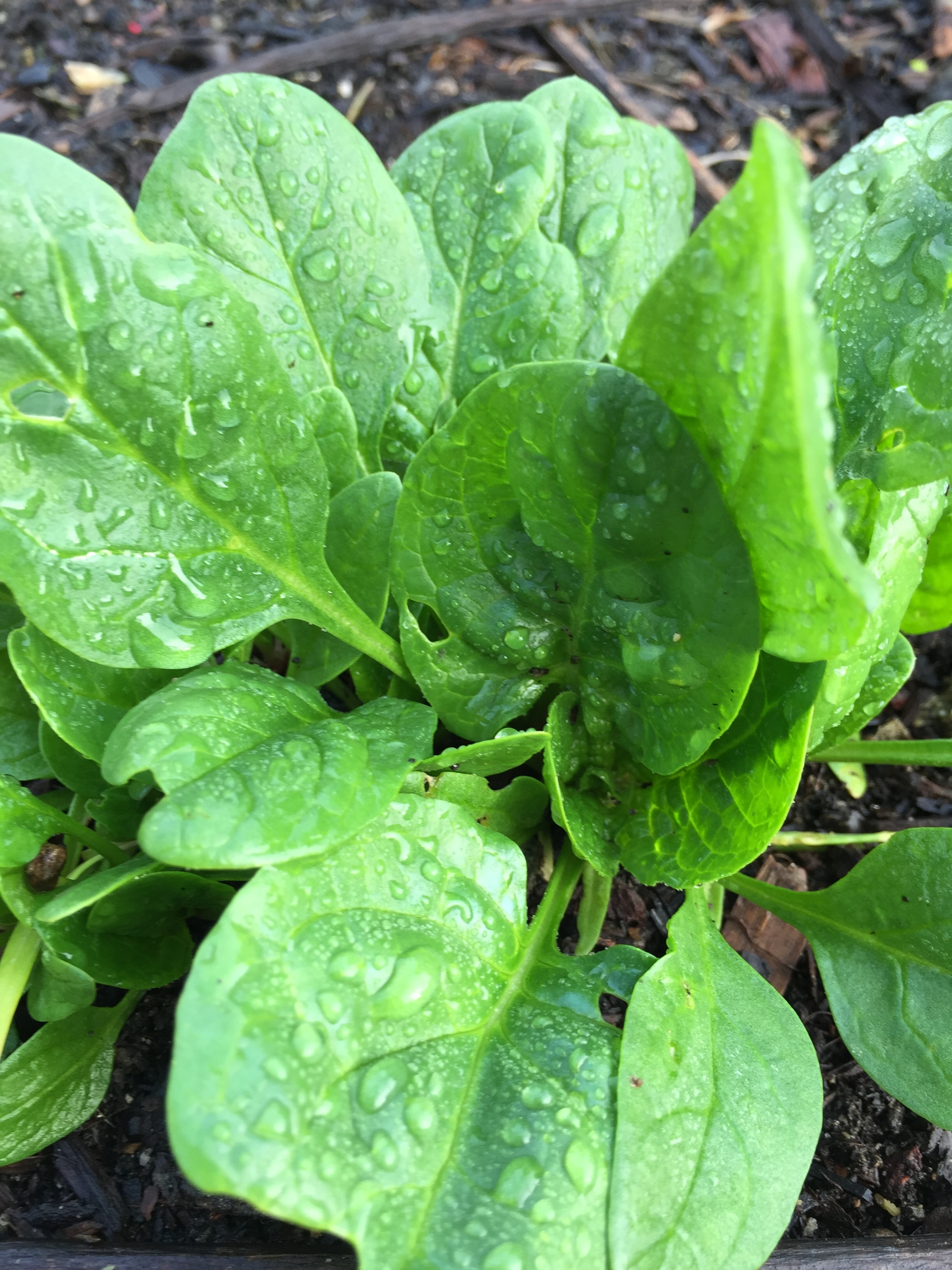Spinach