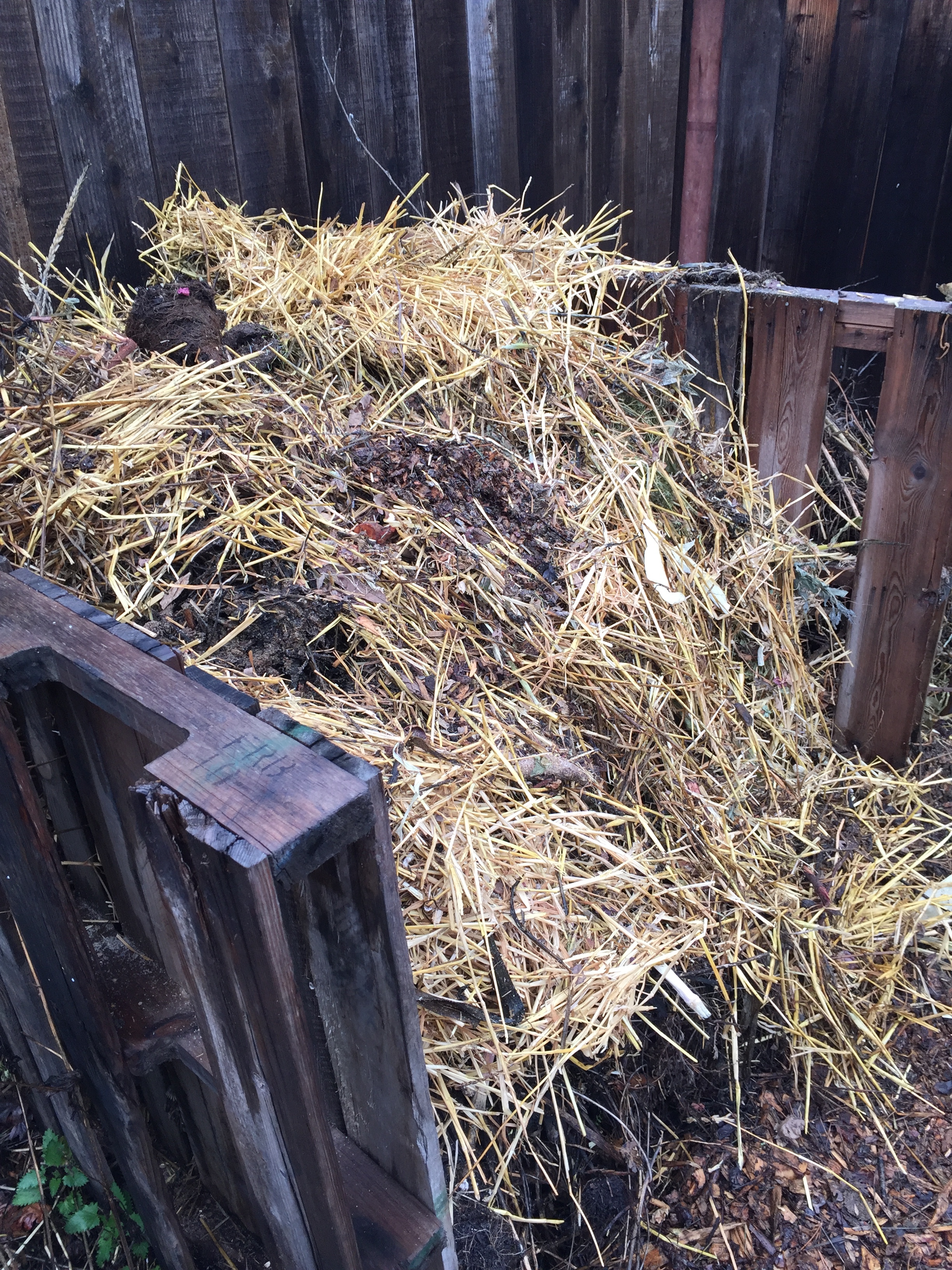 A very full compost bin