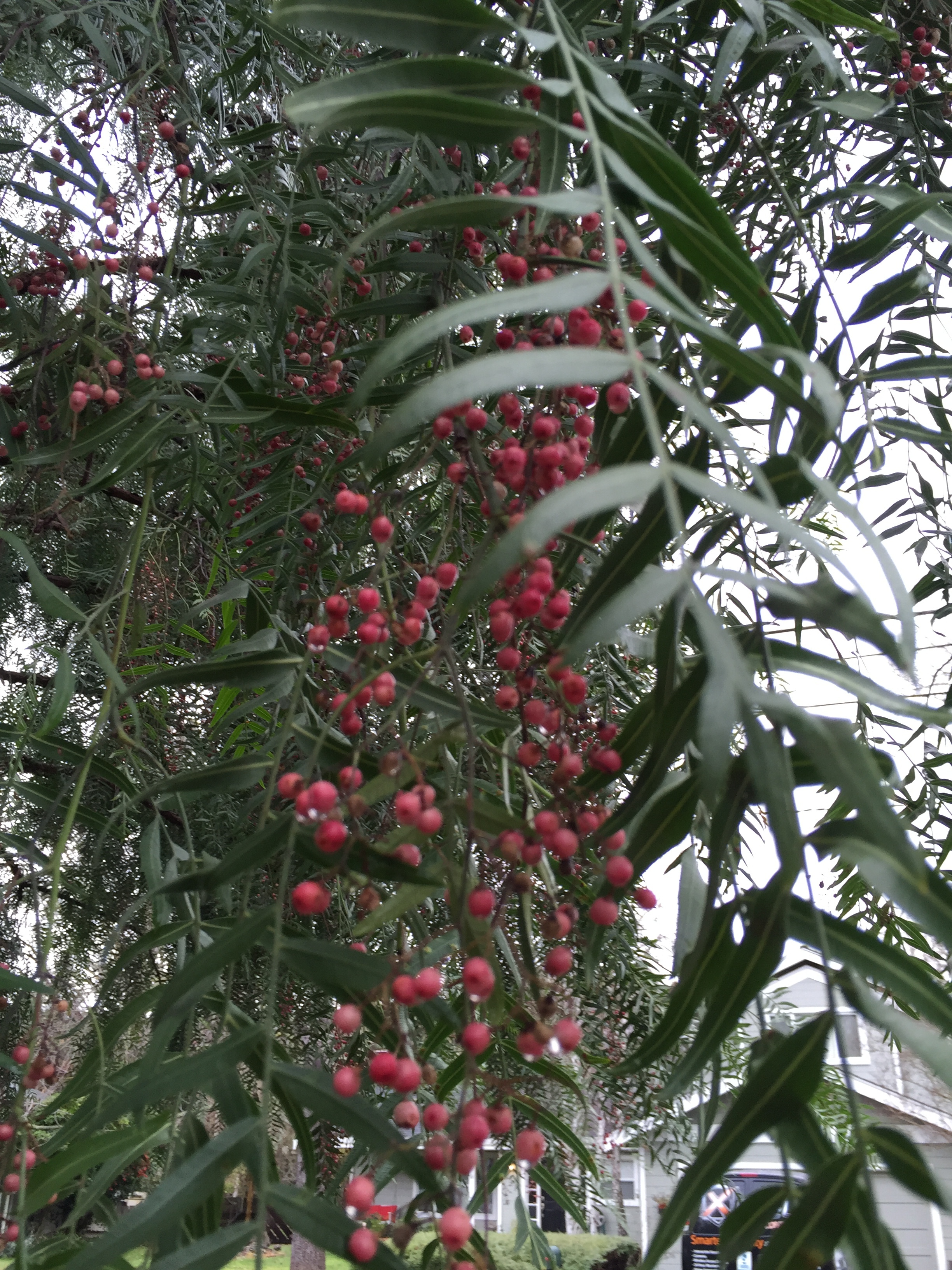 Our Peruvian pepper tree