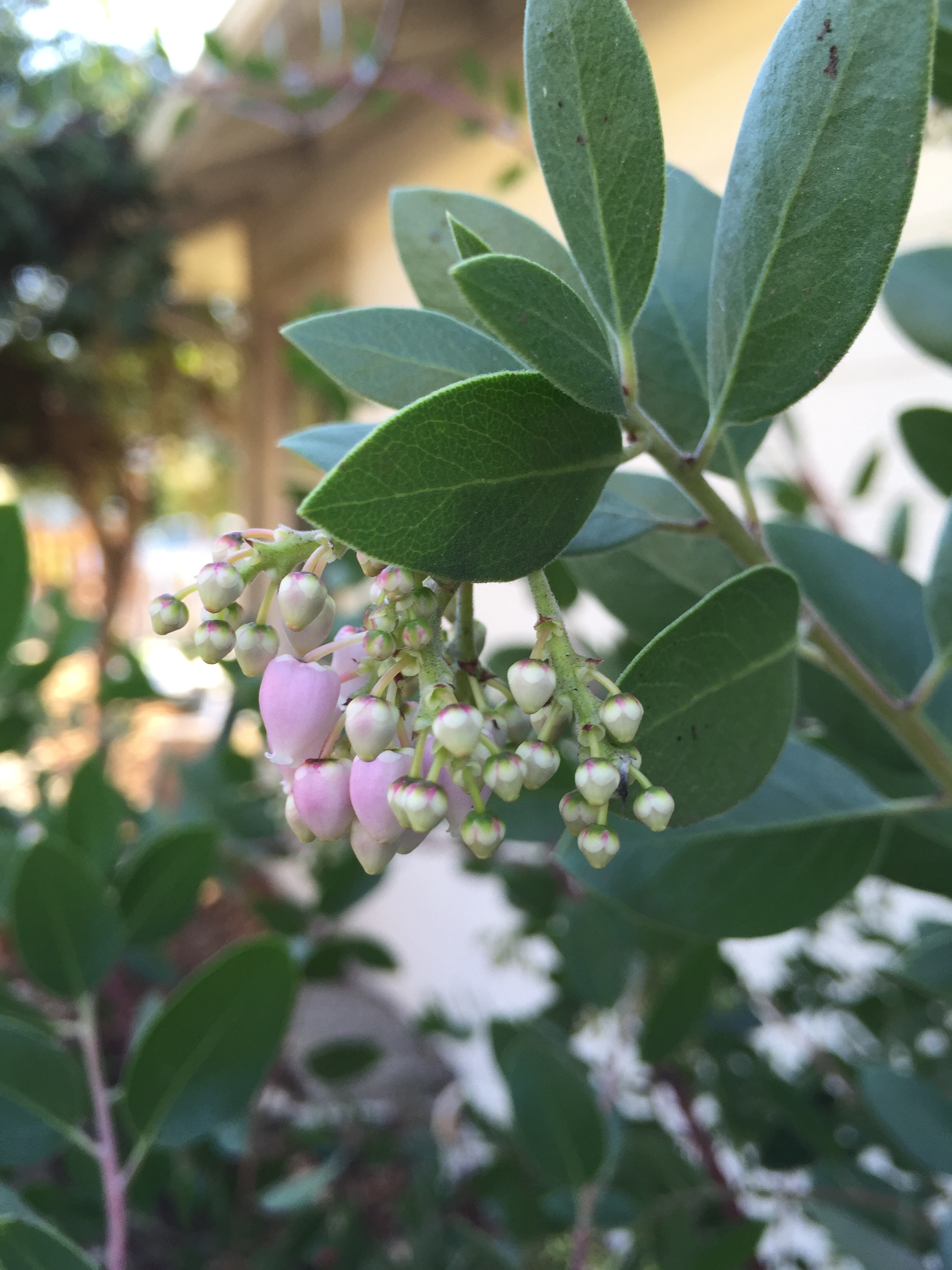 Manzanita