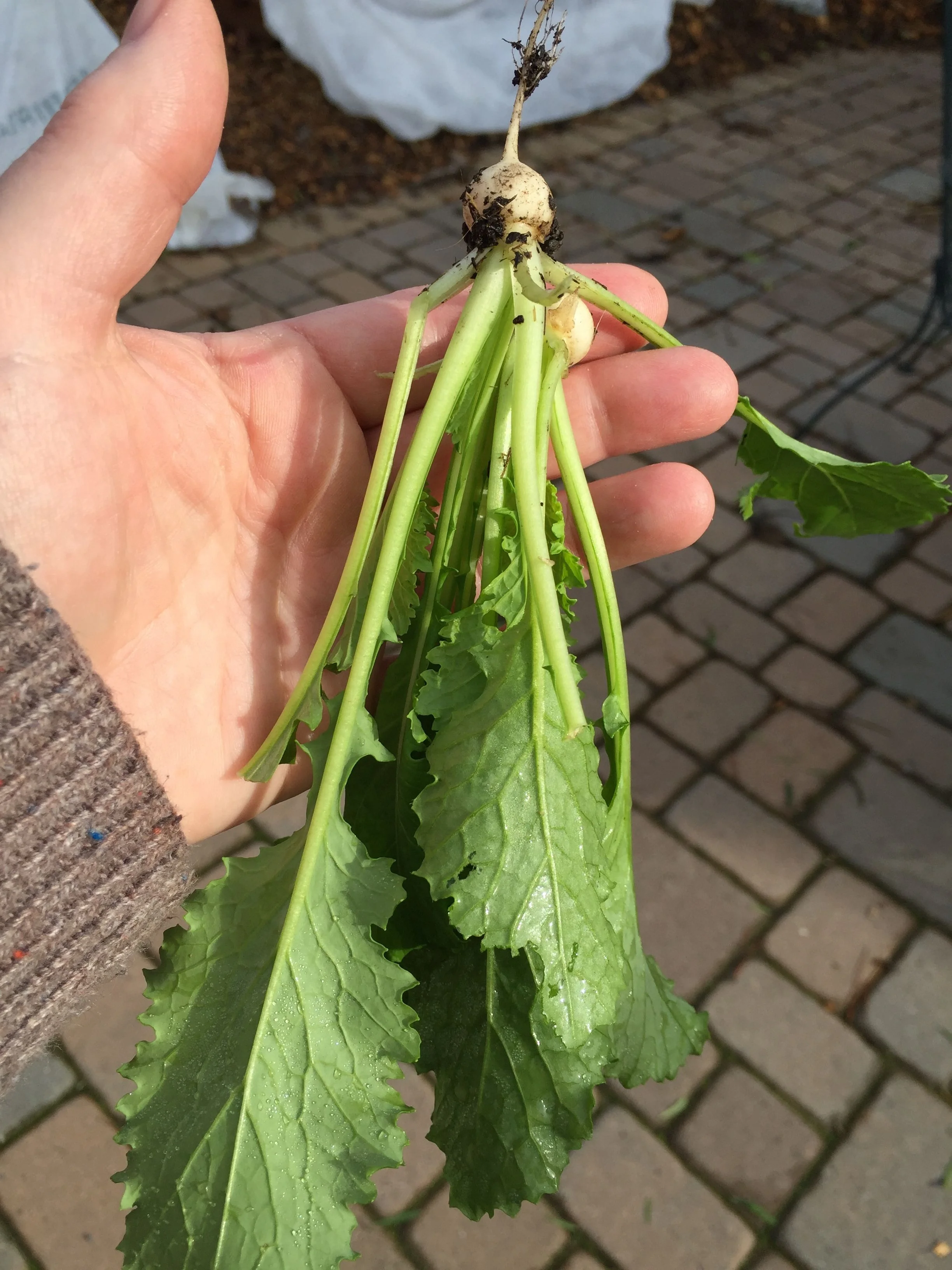 turnip.jpg