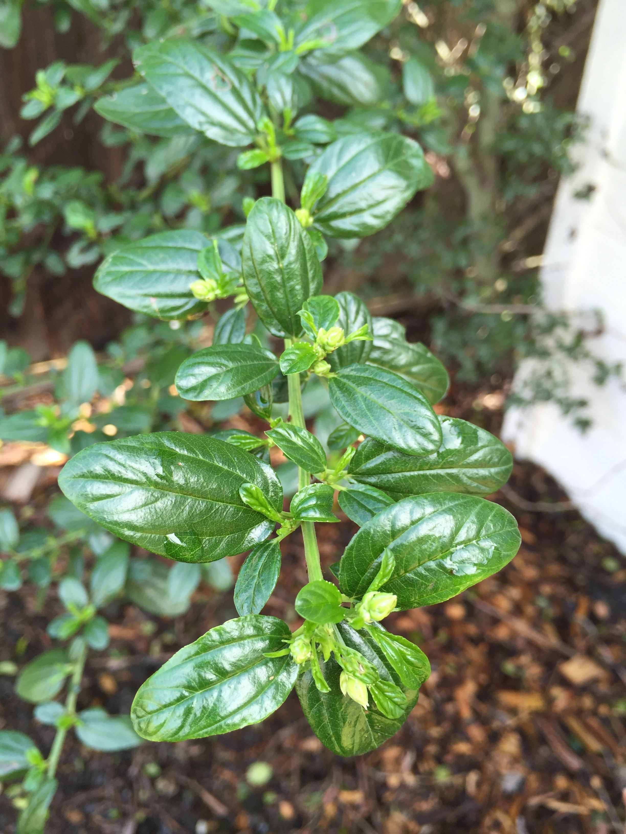 ceanothus