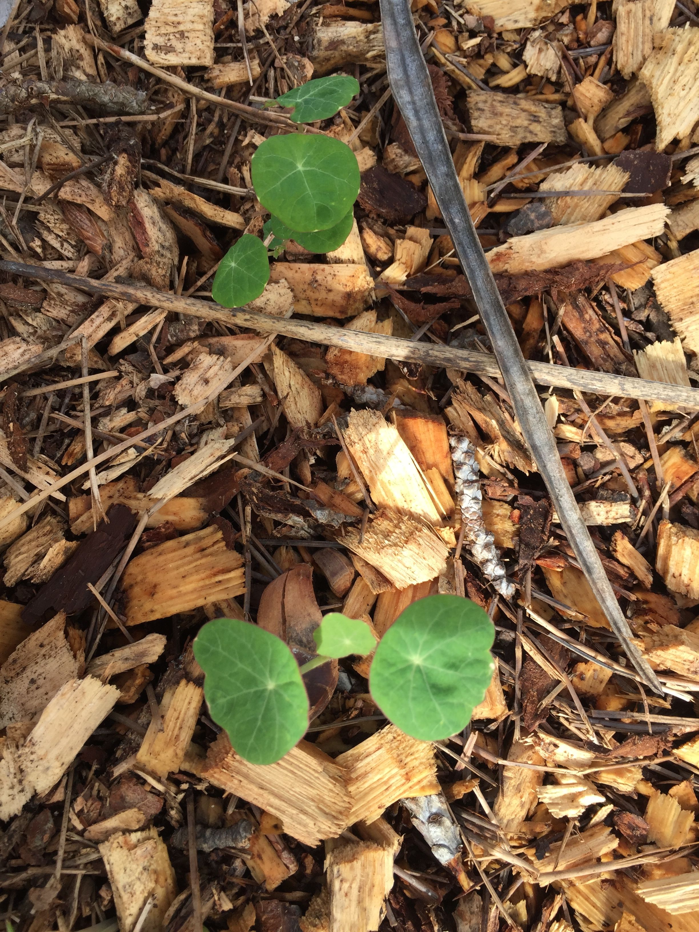Self-Seeded Nasturtiums