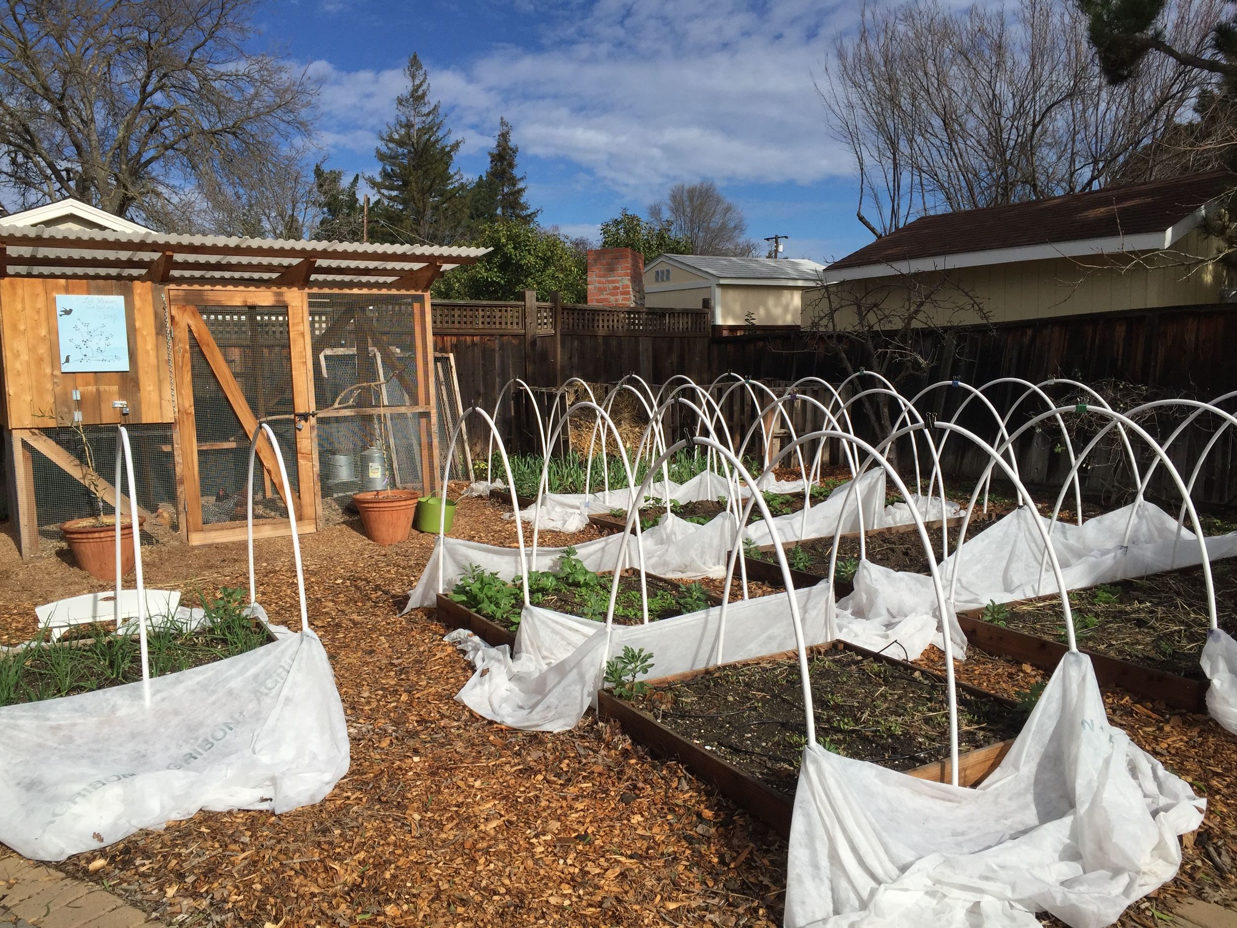 North Garden; the row covers have been off for weeks now, but might go back on tomorrow night, as it's supposed to go down into the mid 30's