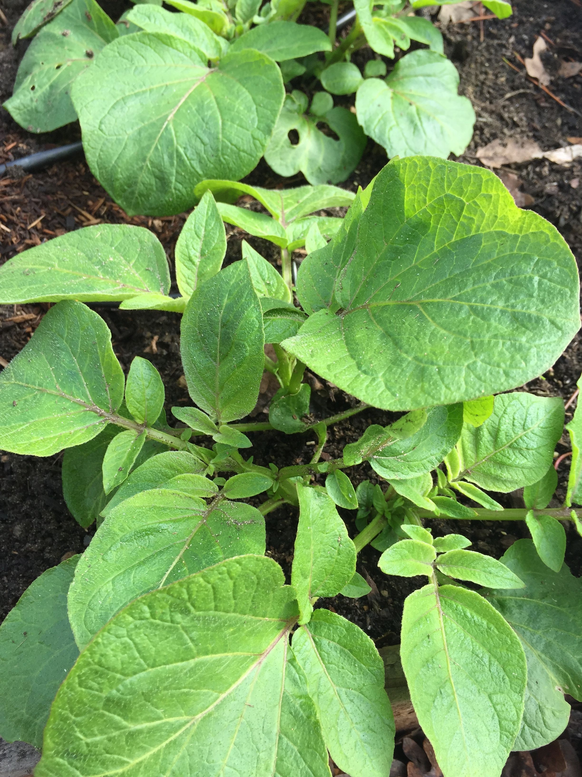 This is either "Colorado Rose" red potato or "La Ratte" fingerling potato