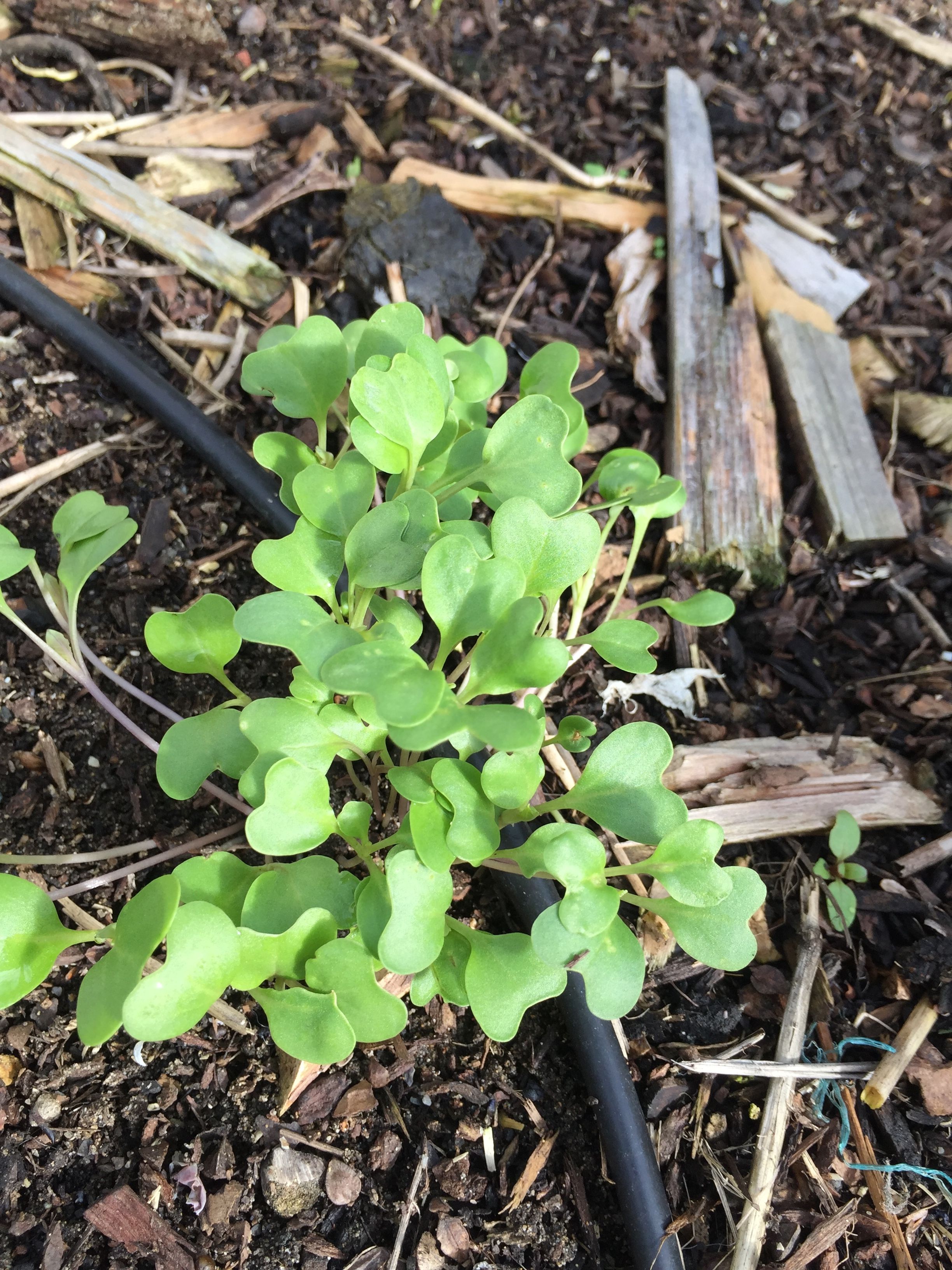 Cabbage - still tiny