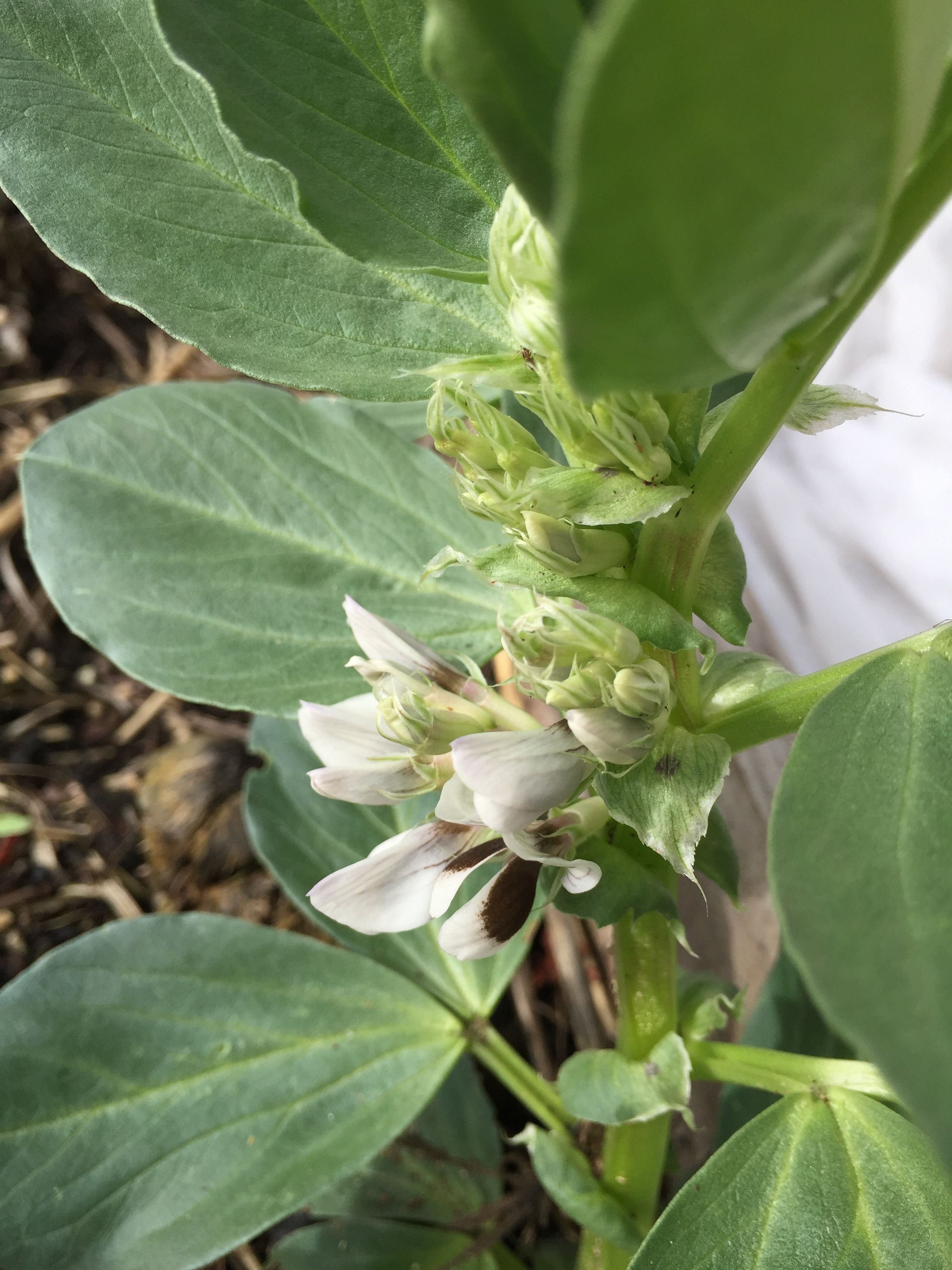 Fava Beans