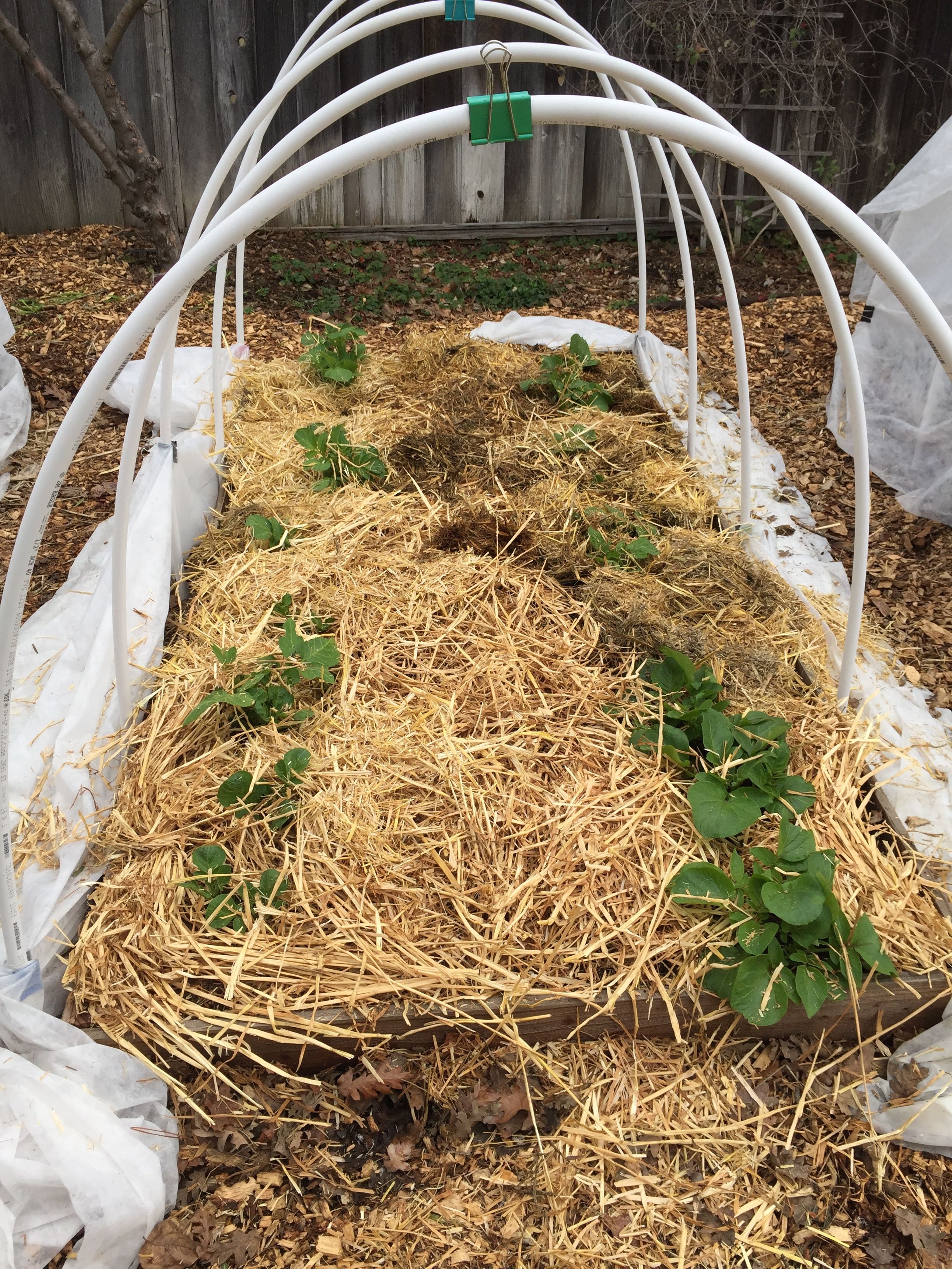 Potato bed