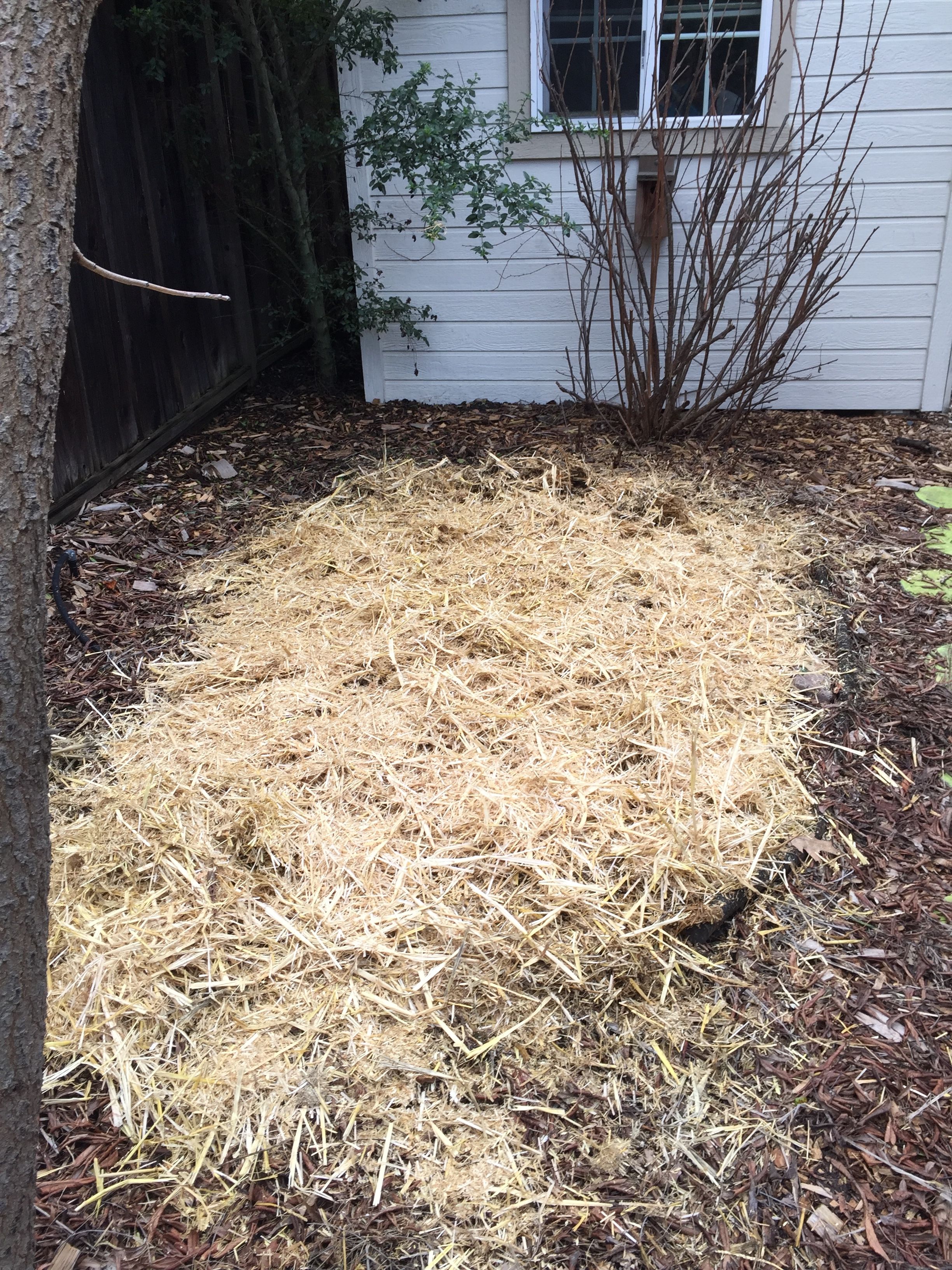 Asparagus bed