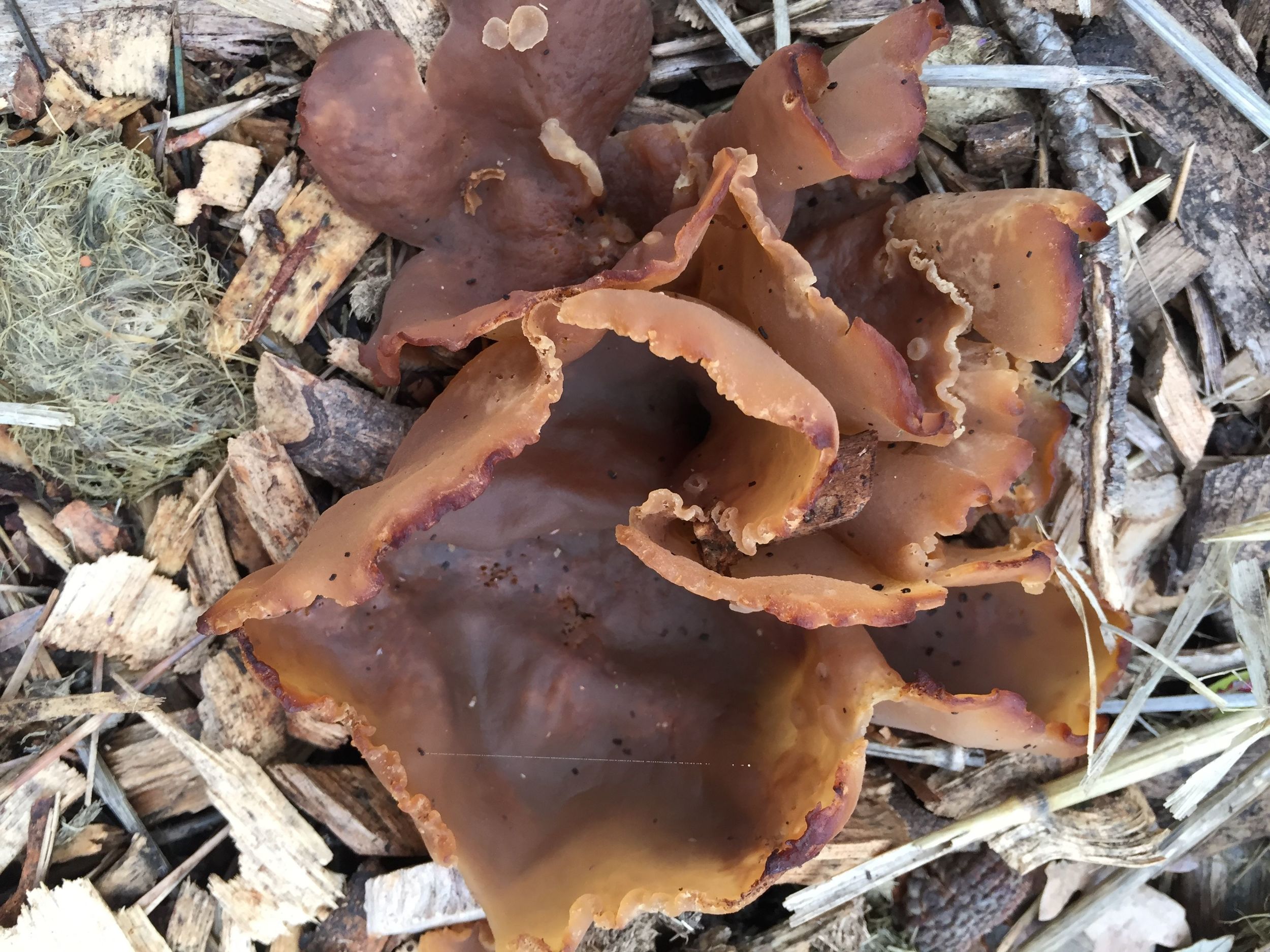 I think this mushroom is part of the genus Clitocybe, not sure