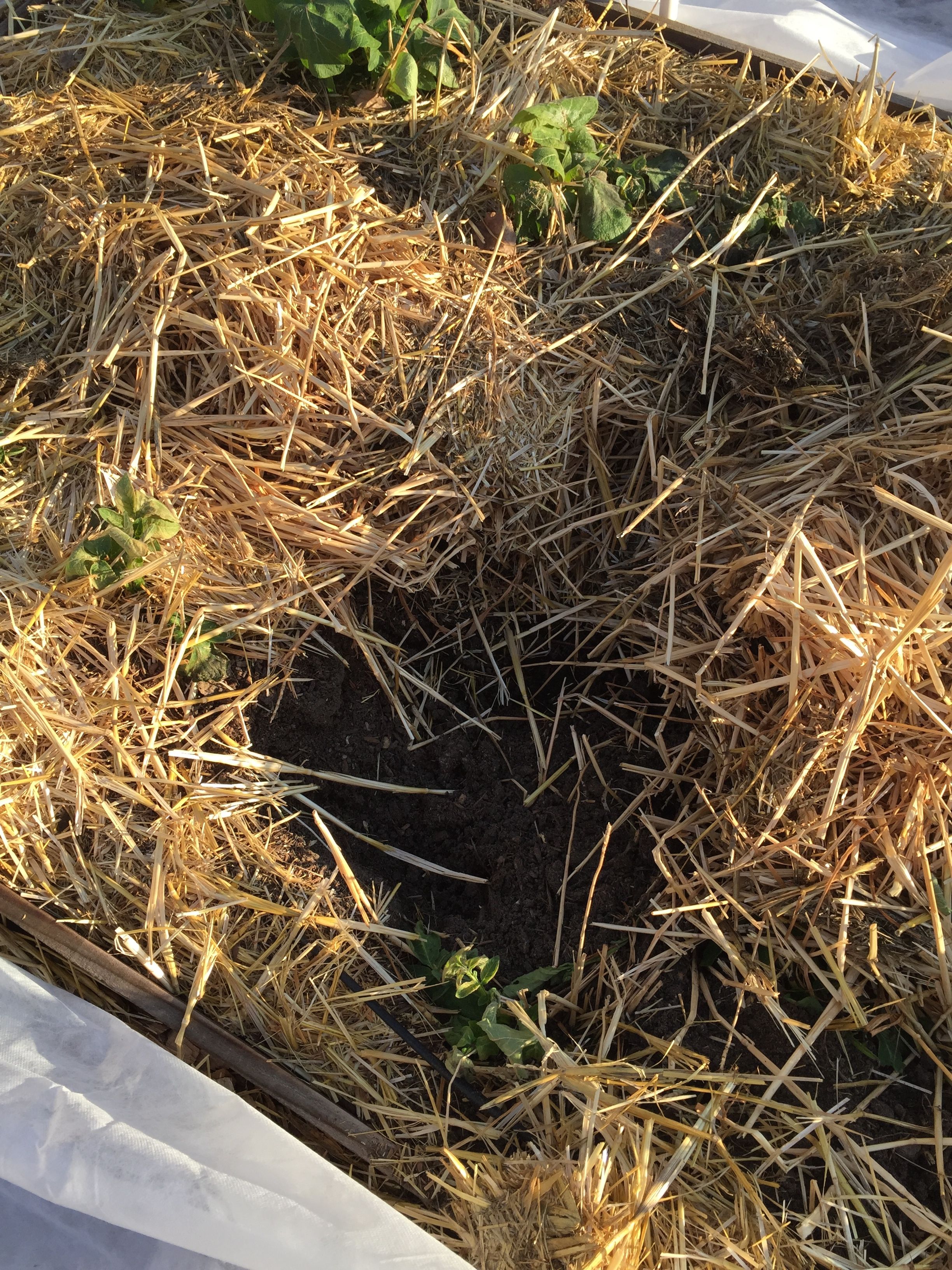 One example, in the potato bed. This is the second time it's been dug up.