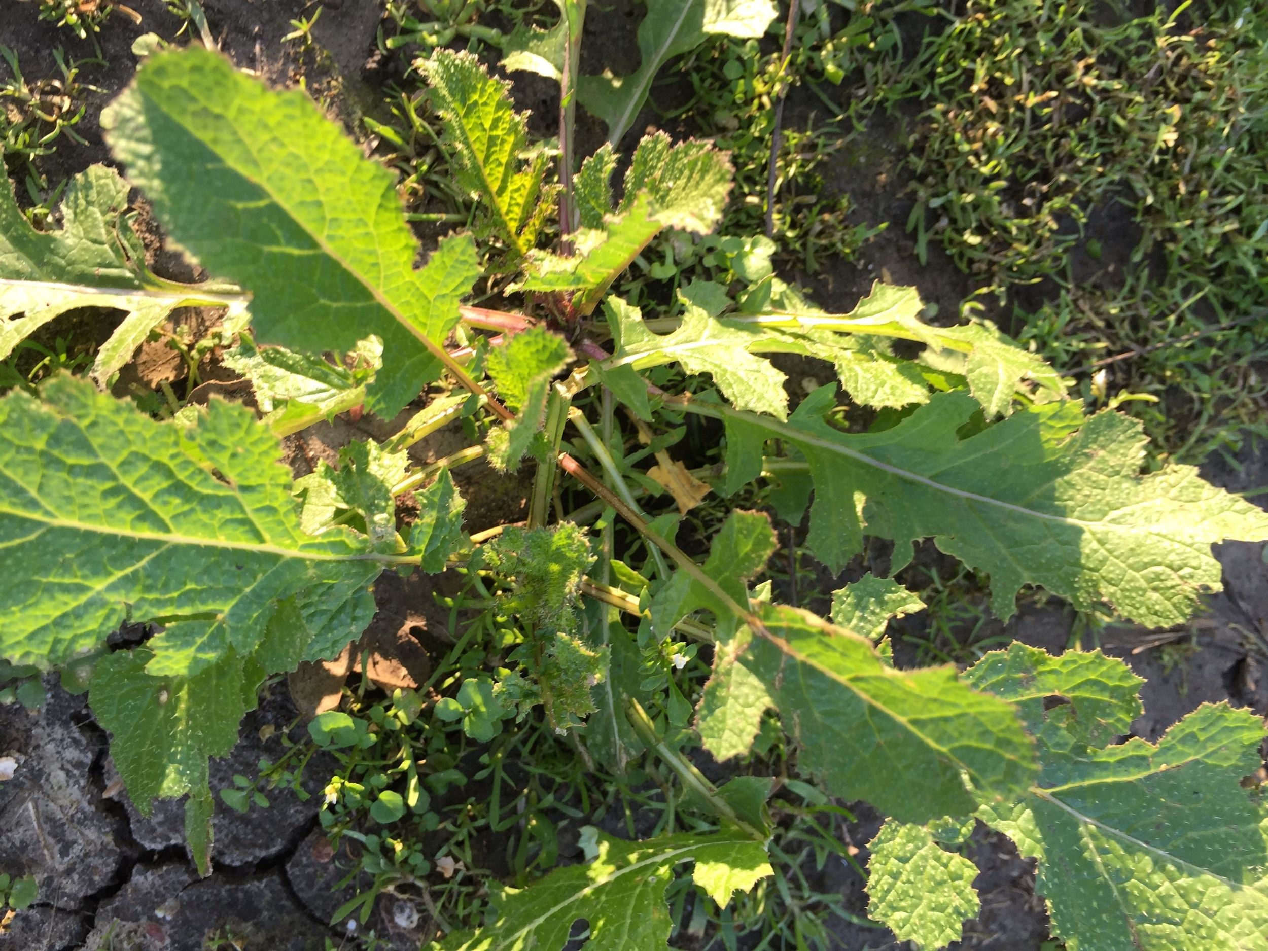 Wild mustard