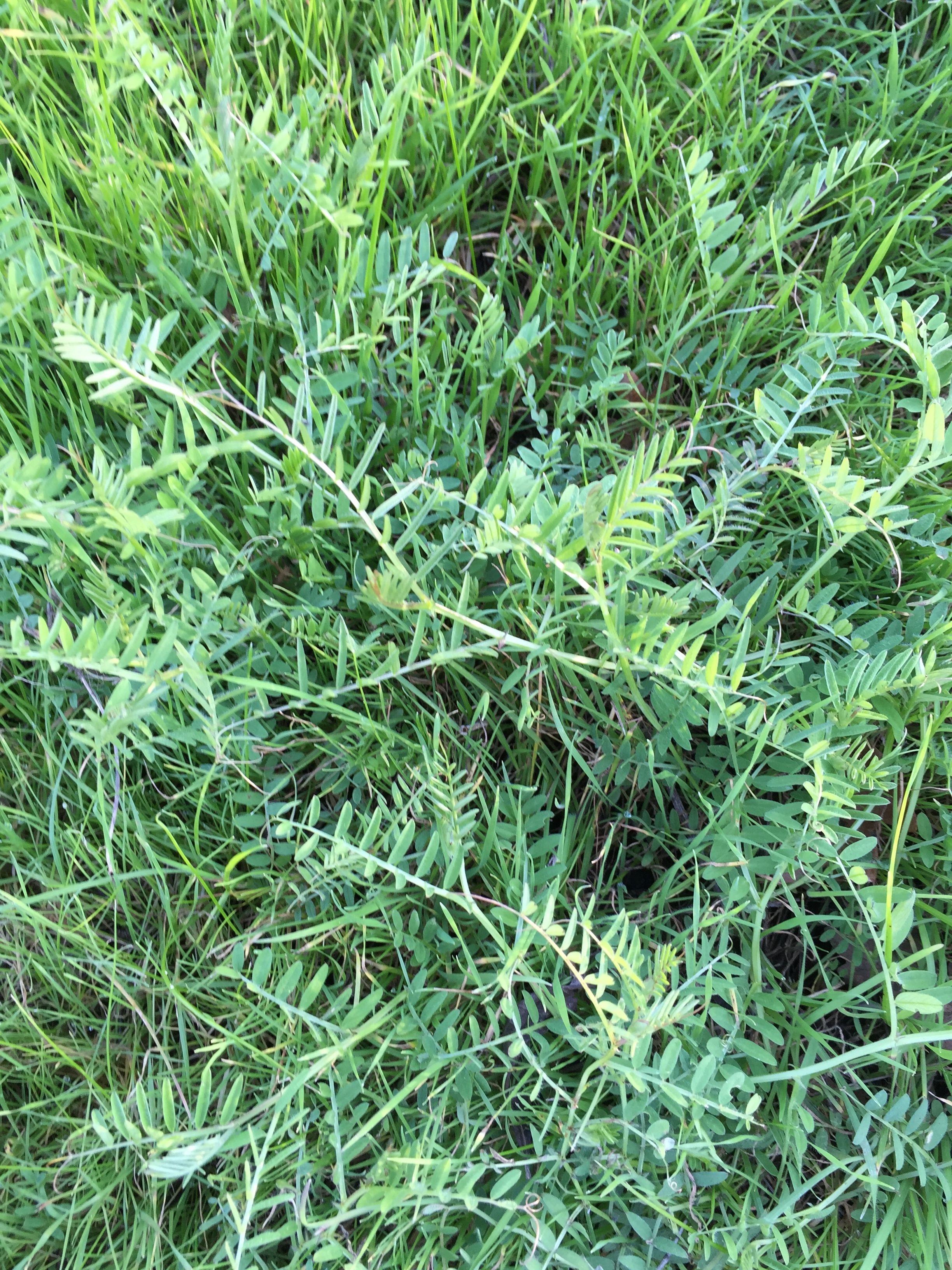 Hairy vetch