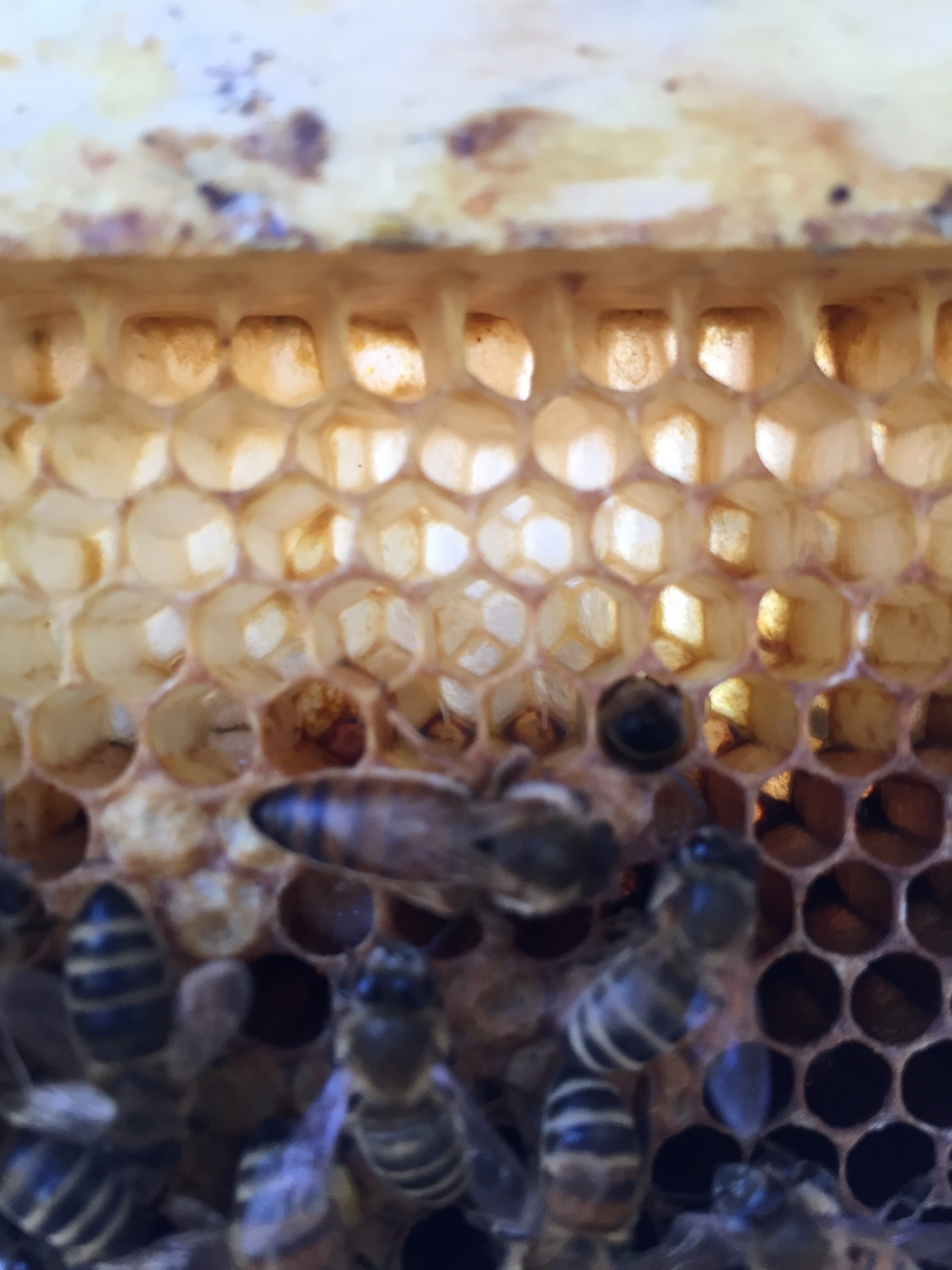 Sorry so fuzzy, but that's the Queen up top. She moves fast and it's hard to focus before she's gone!