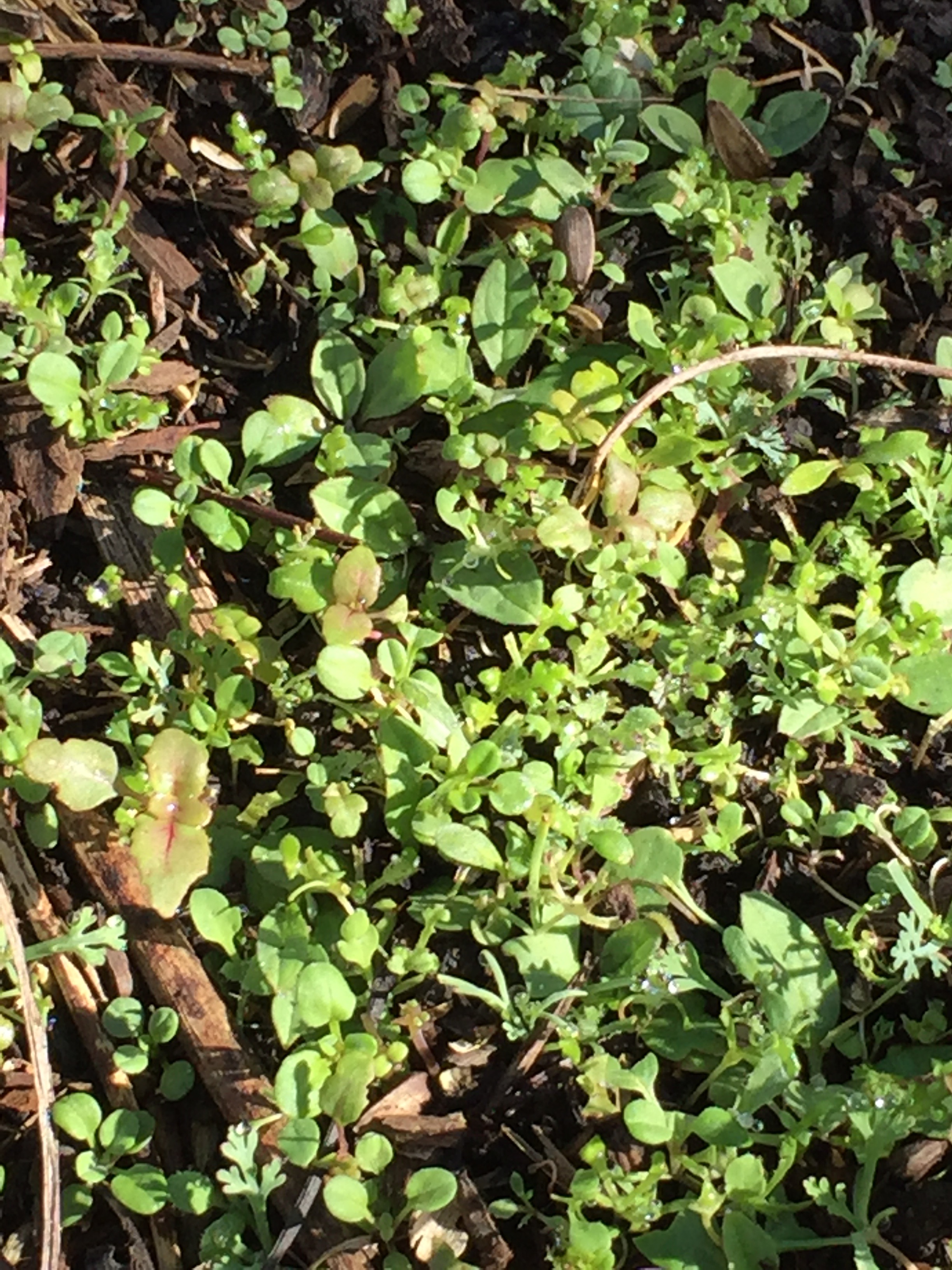 Flower seeds coming up in the Pollinator garden