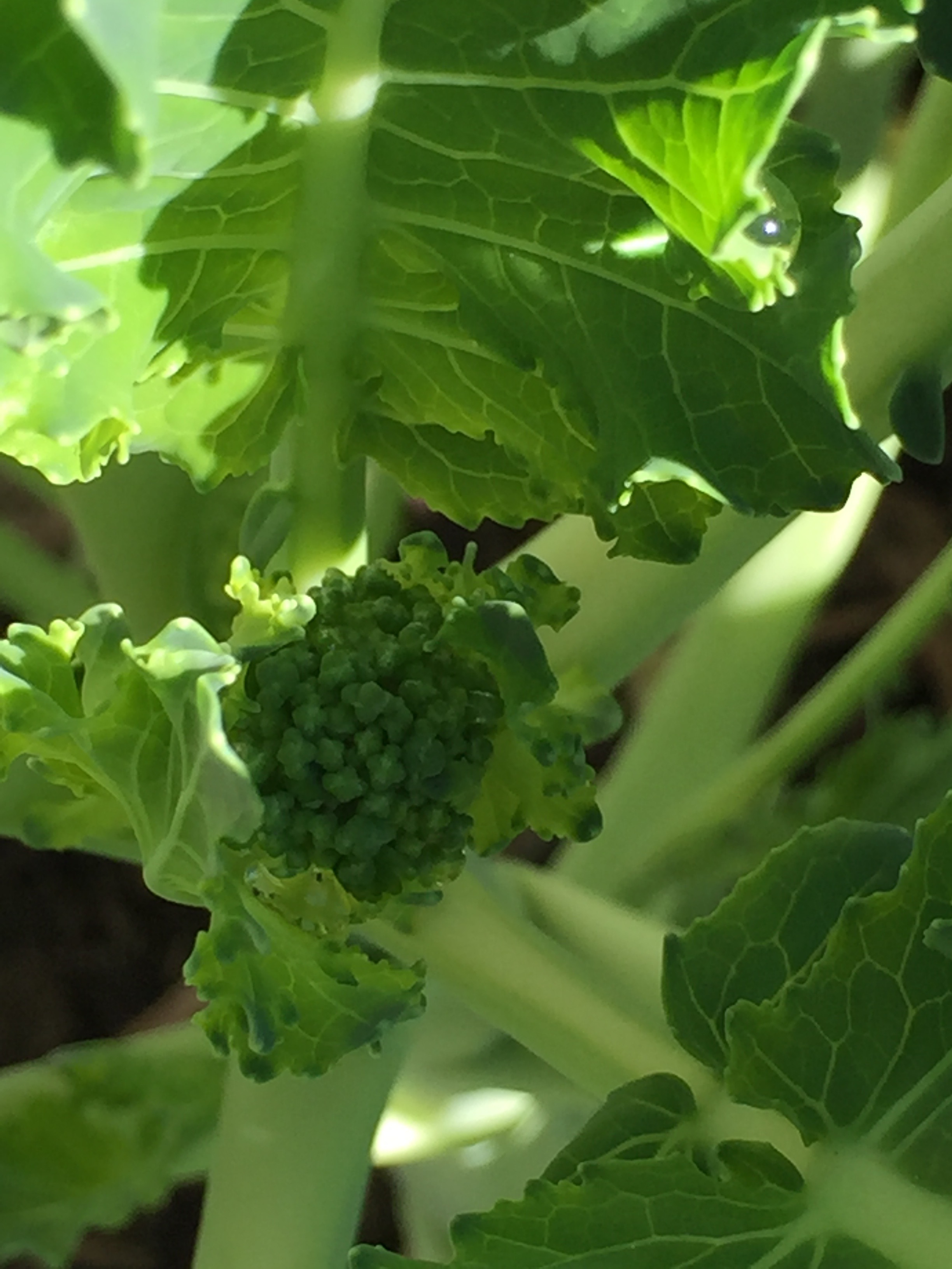 Broccoli