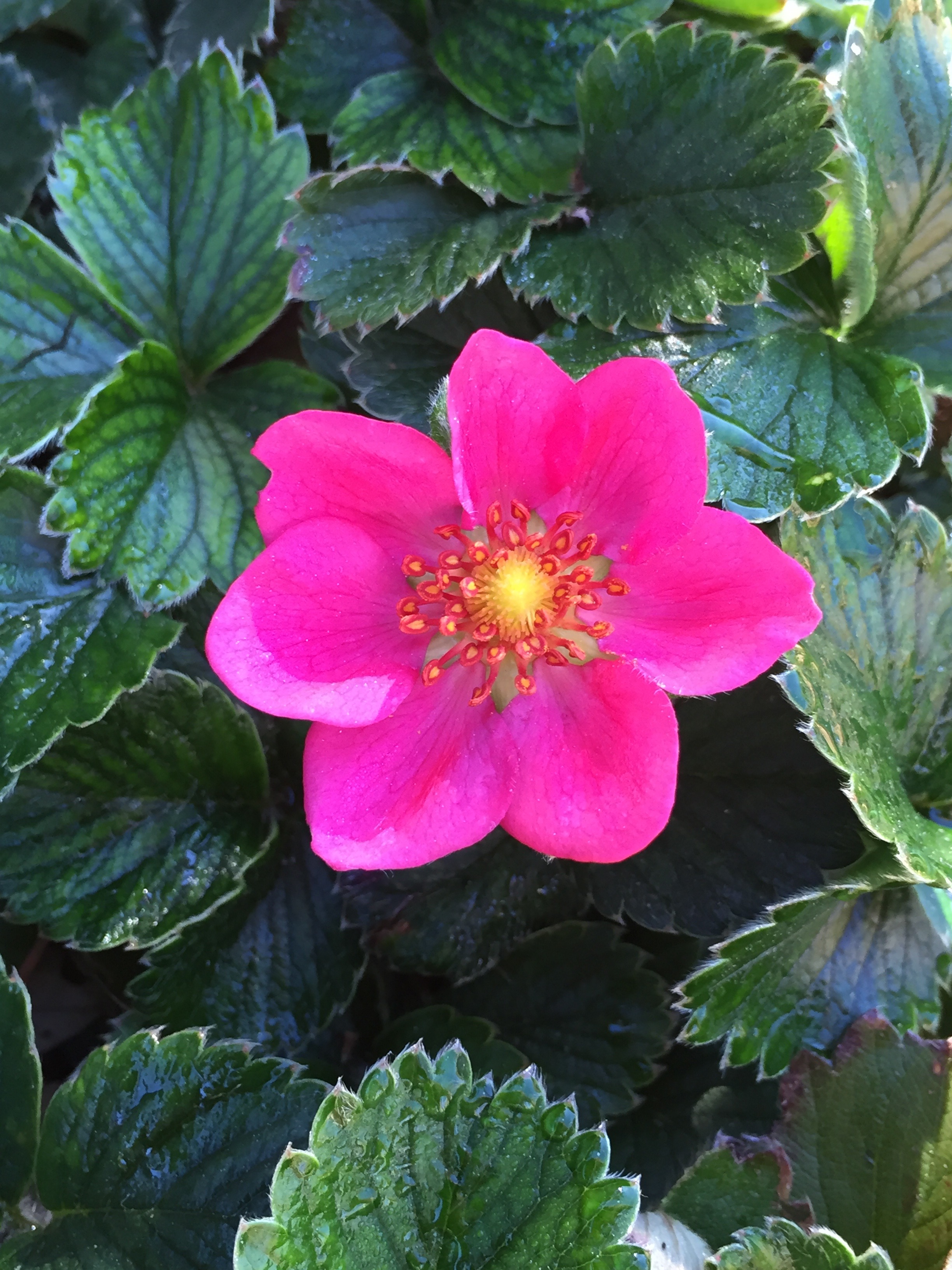 Alpine Strawberry