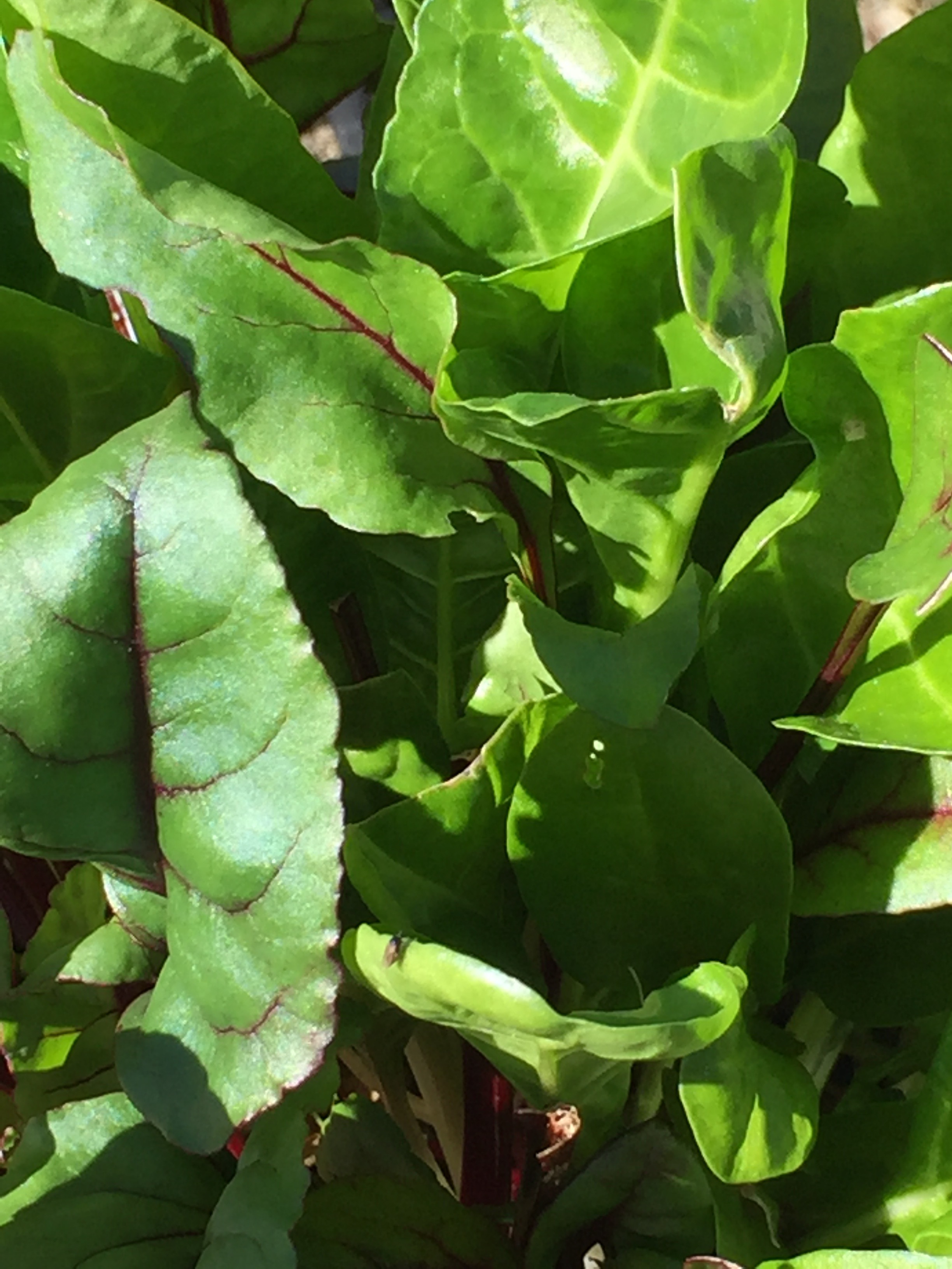 Swiss Chard