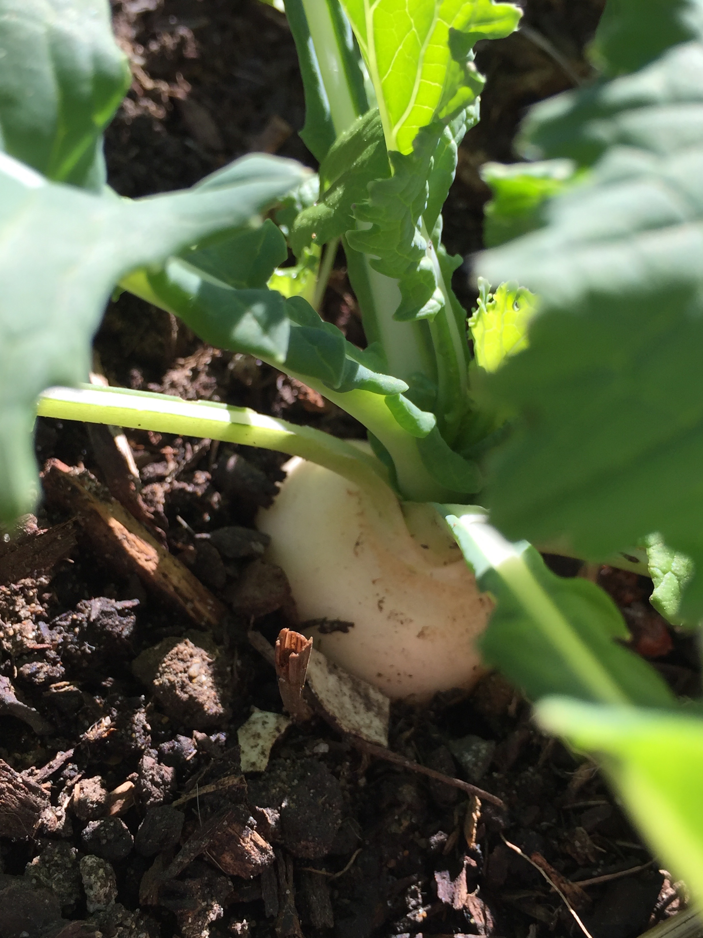 Turnip