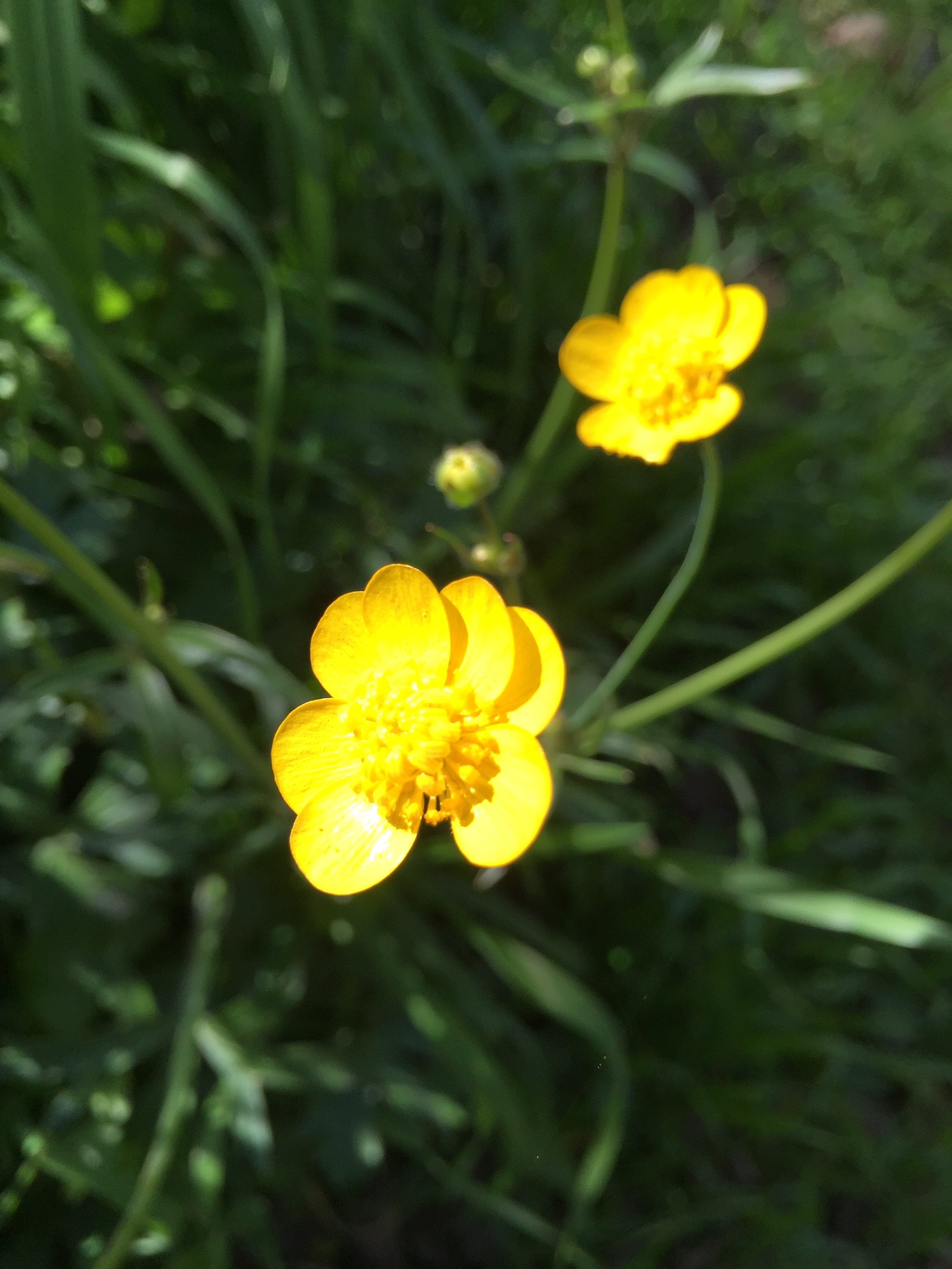 My first Buttercup sighting of the year, on a local trail