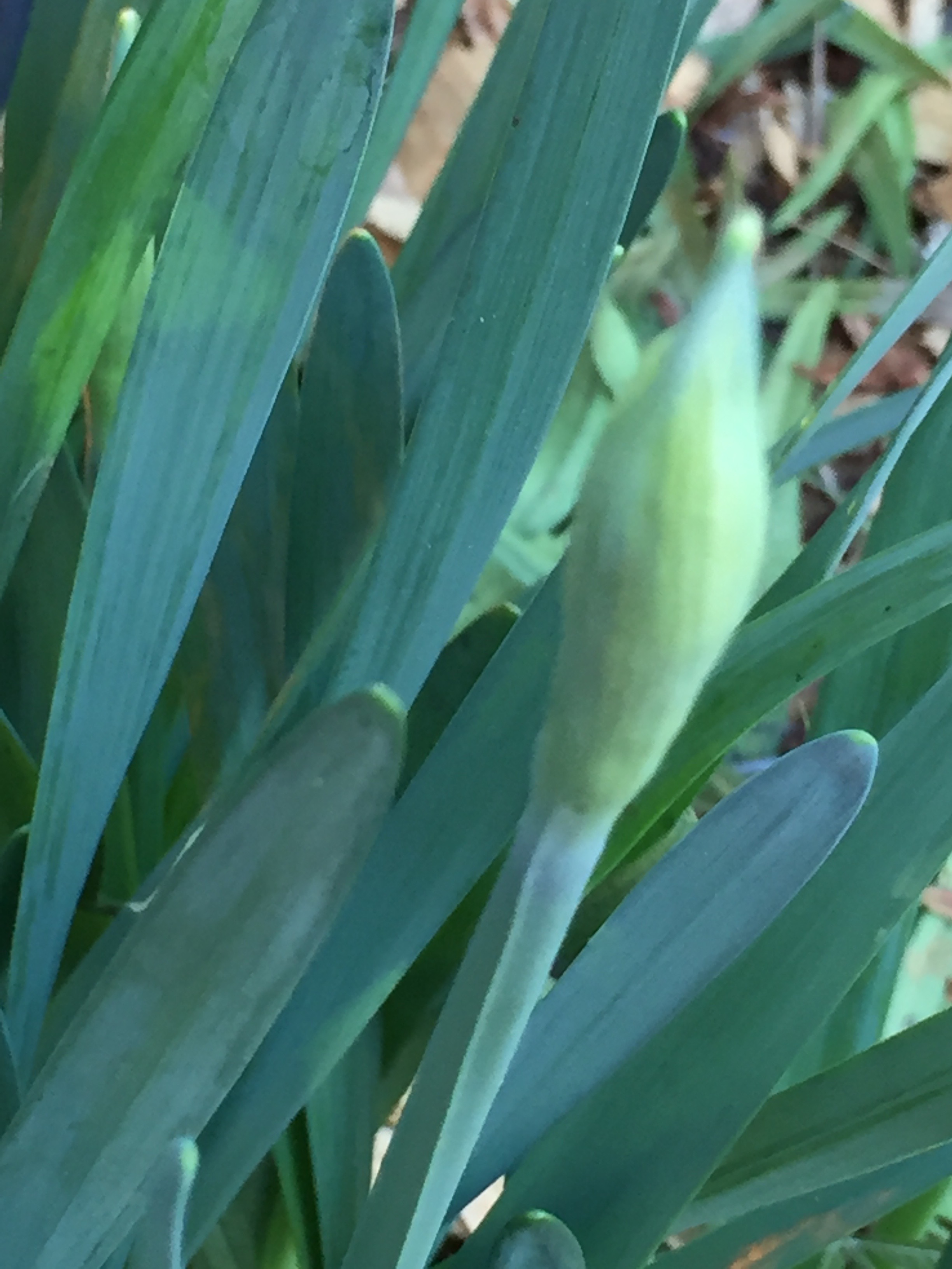 Daffodil