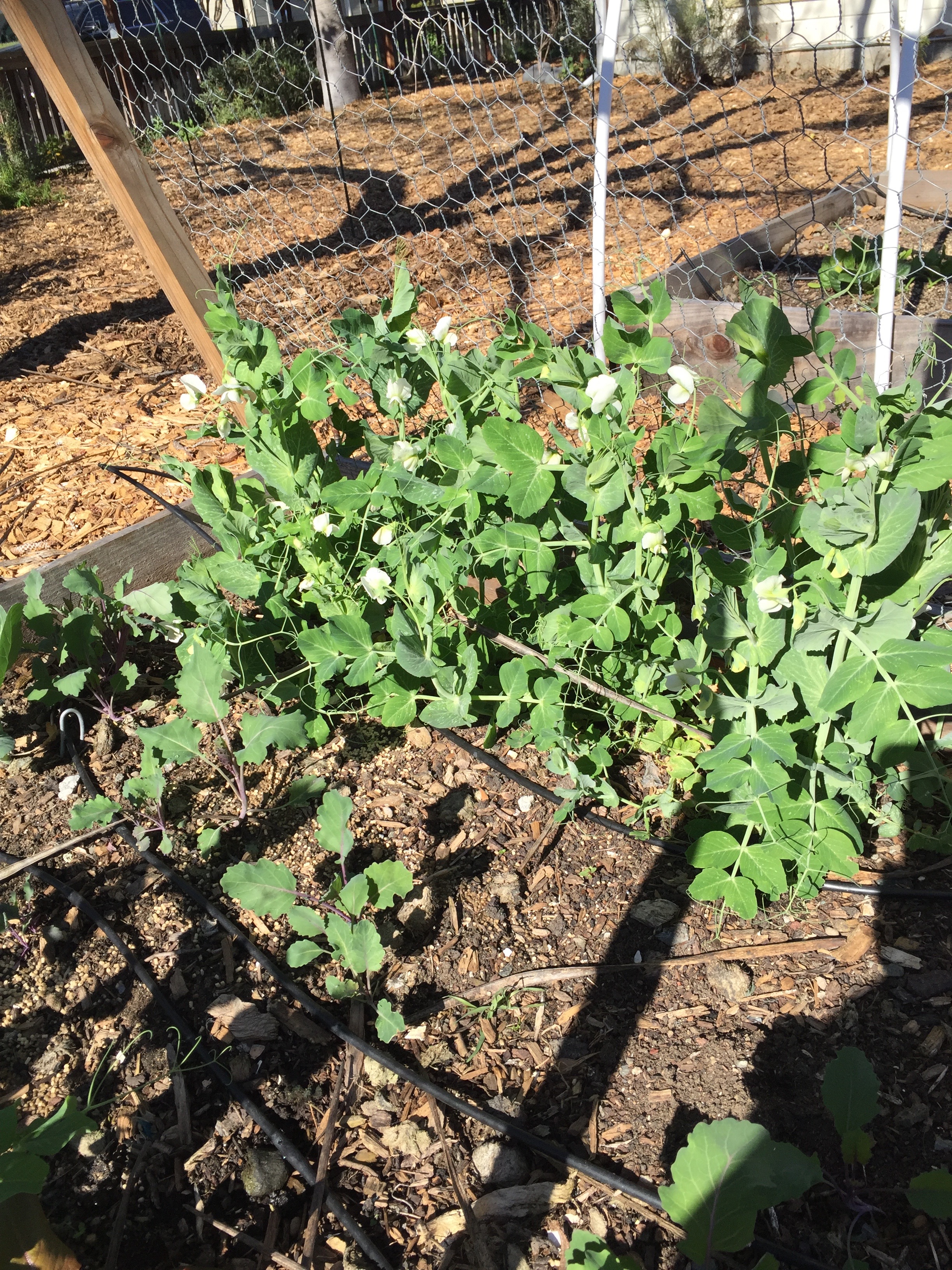 Shelling peas and kohlrabi