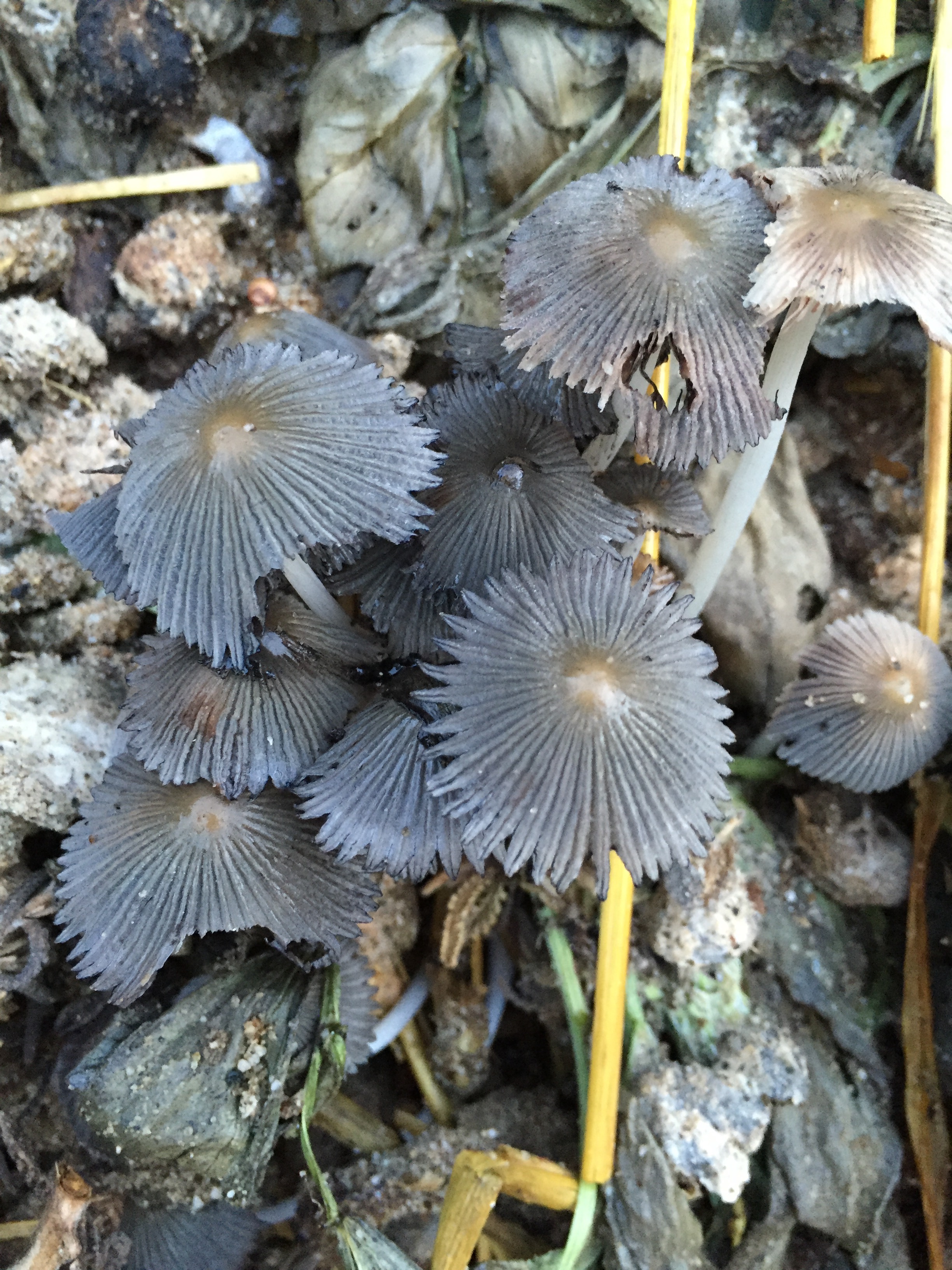 Mushrooms blooming like flowers out of the compost pile