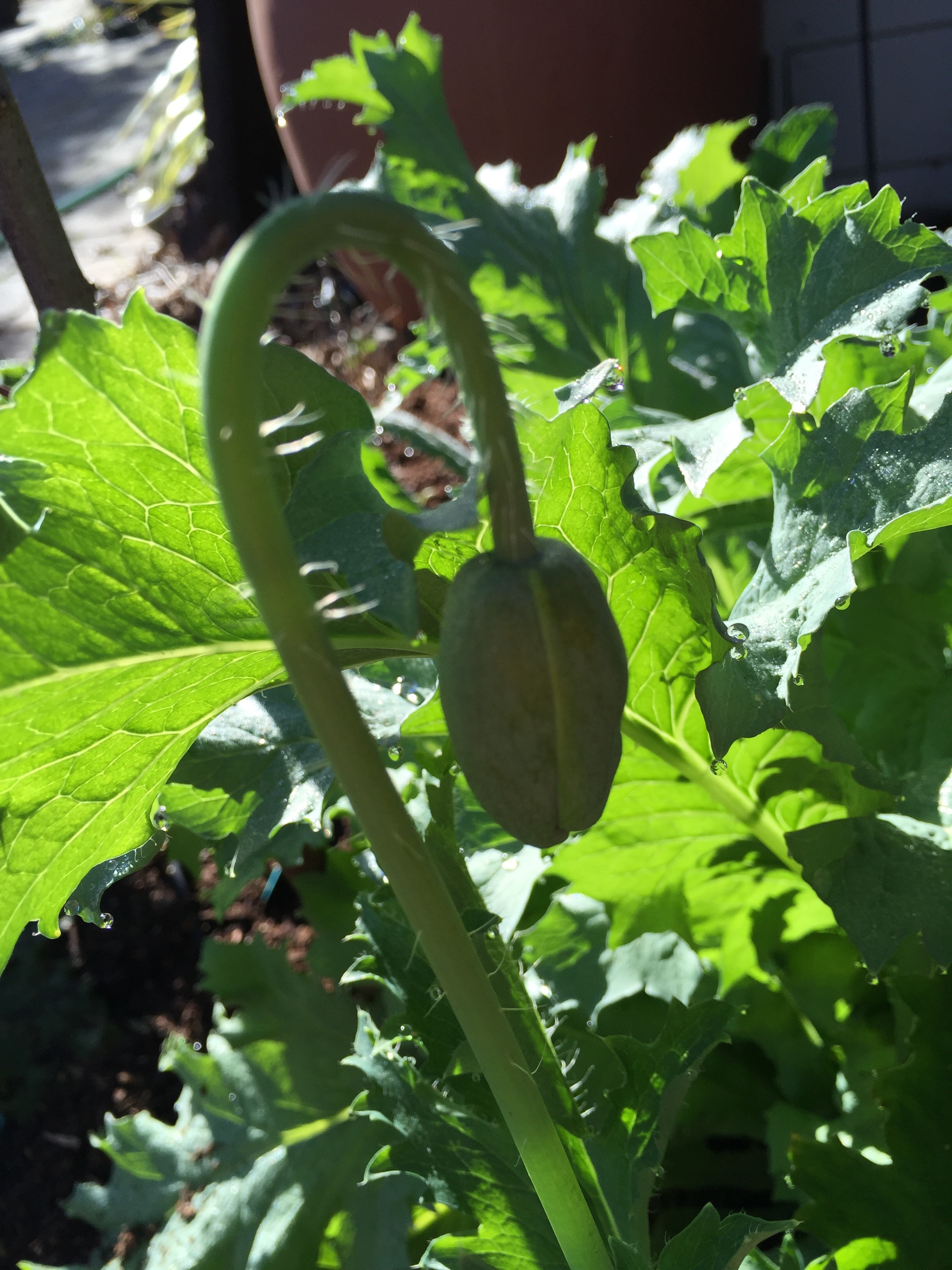 An old-fashioned poppy, about to bloom.