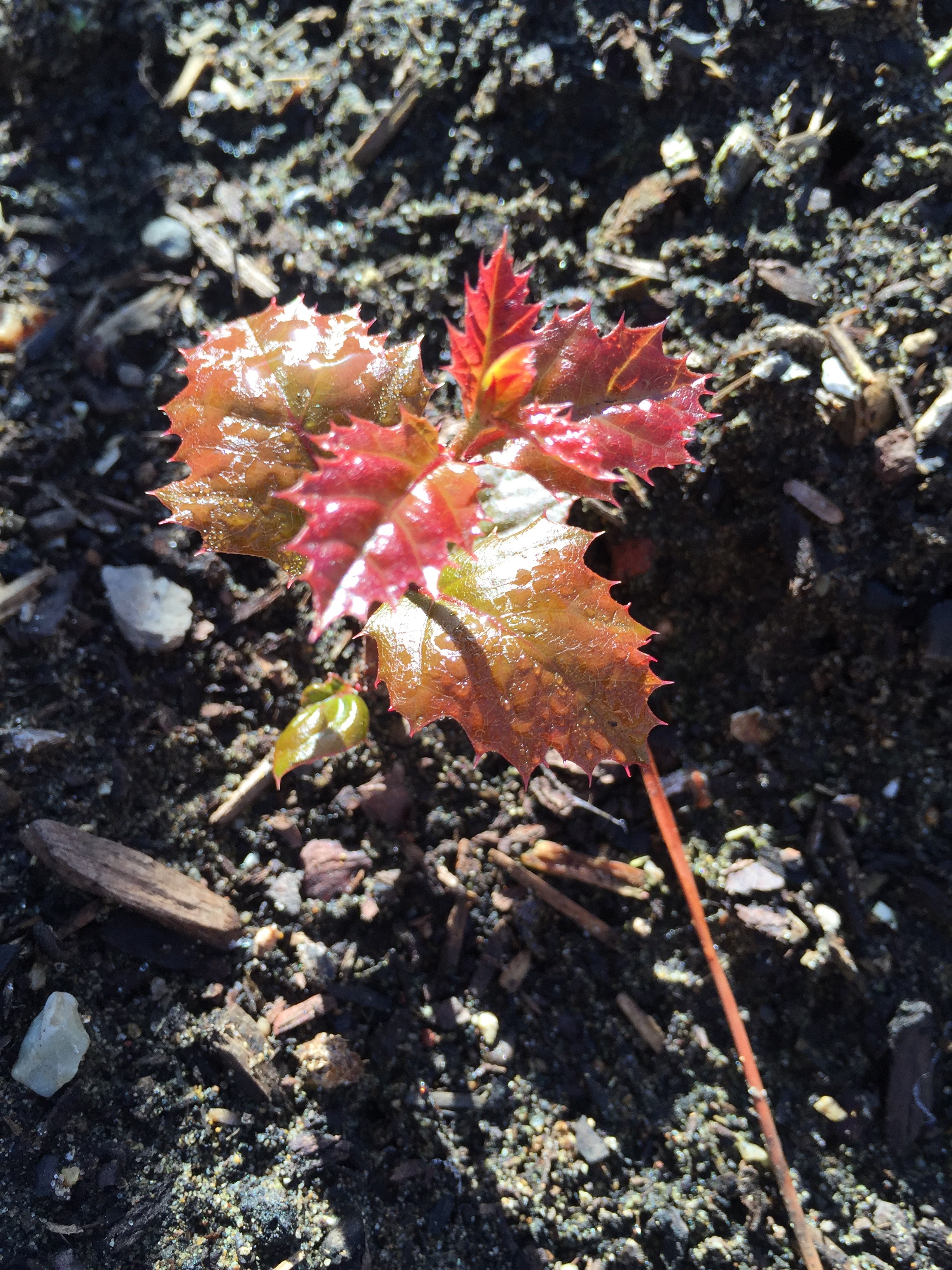 A squirrel strikes again! I pulled out this oak seedling as soon as I took the picture, as it was in my vegetable beds. Pretty, though.