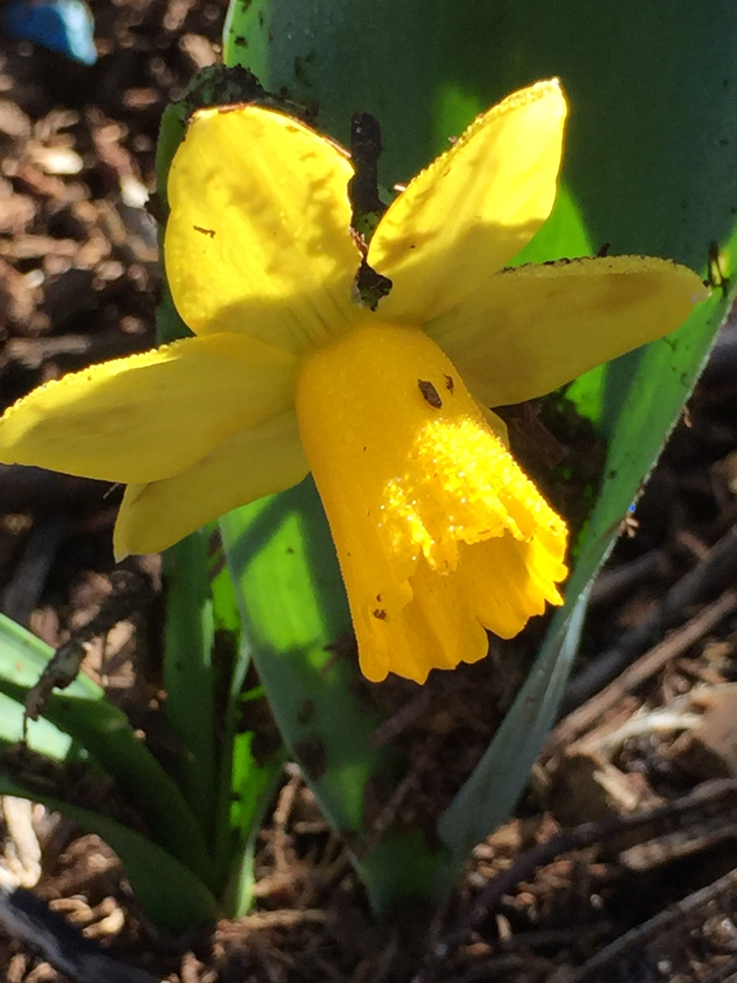 Daffodil