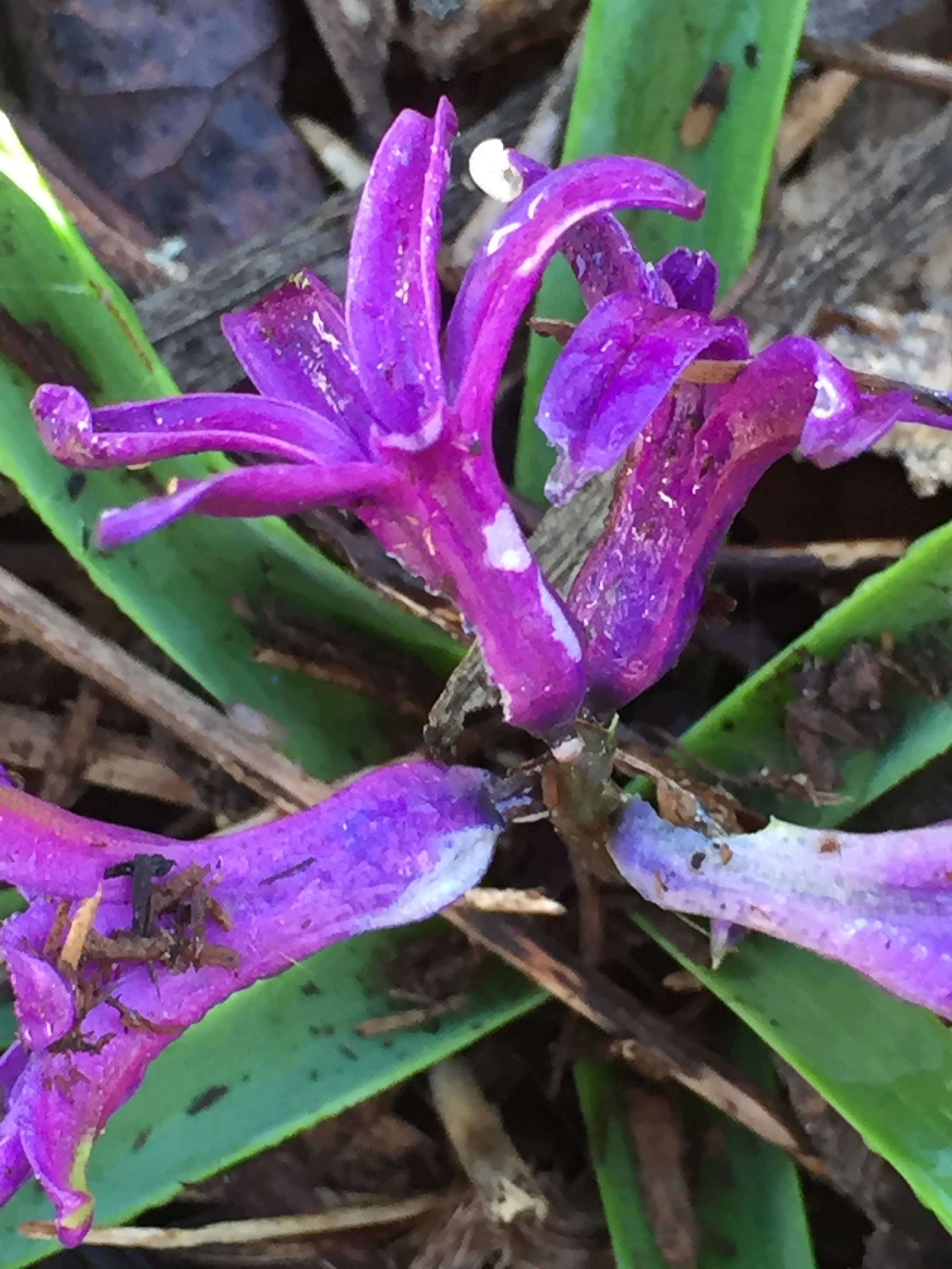 Hyacinth.