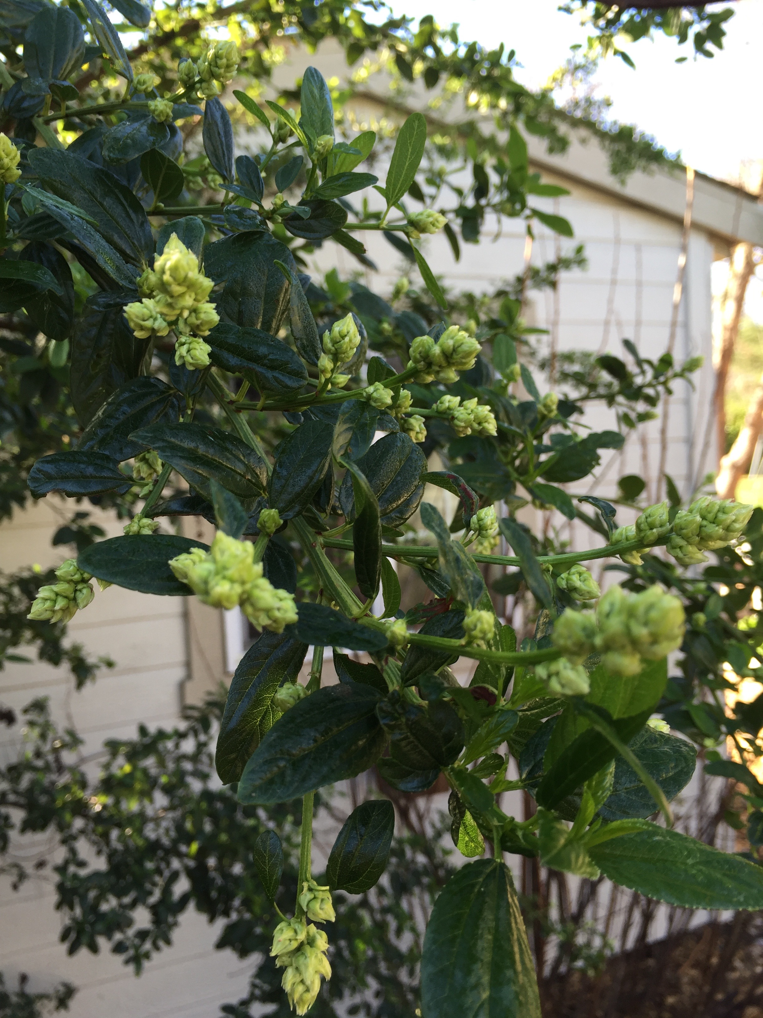 Ceanothus, ready to burst in to bloom.