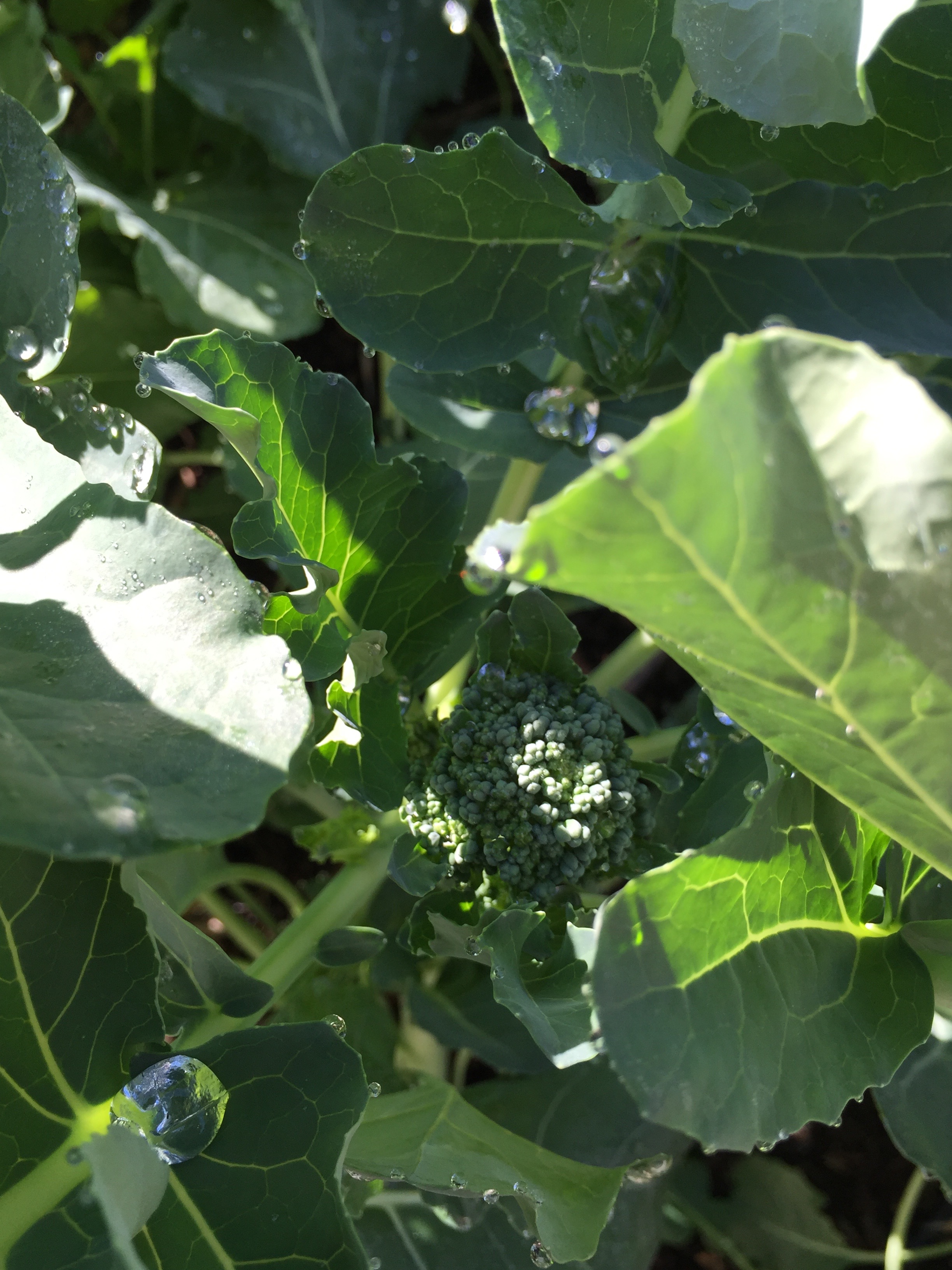 Broccoli. It's hard to wait for this; fresh broccoli tastes so much better than from the store.