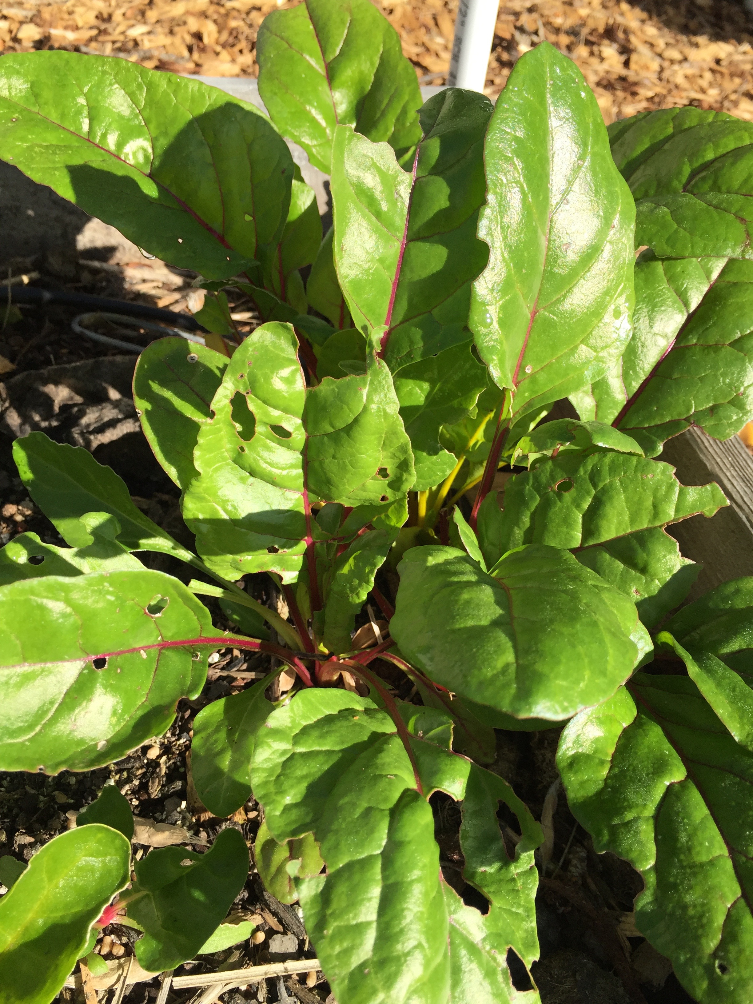 Swiss Chard.