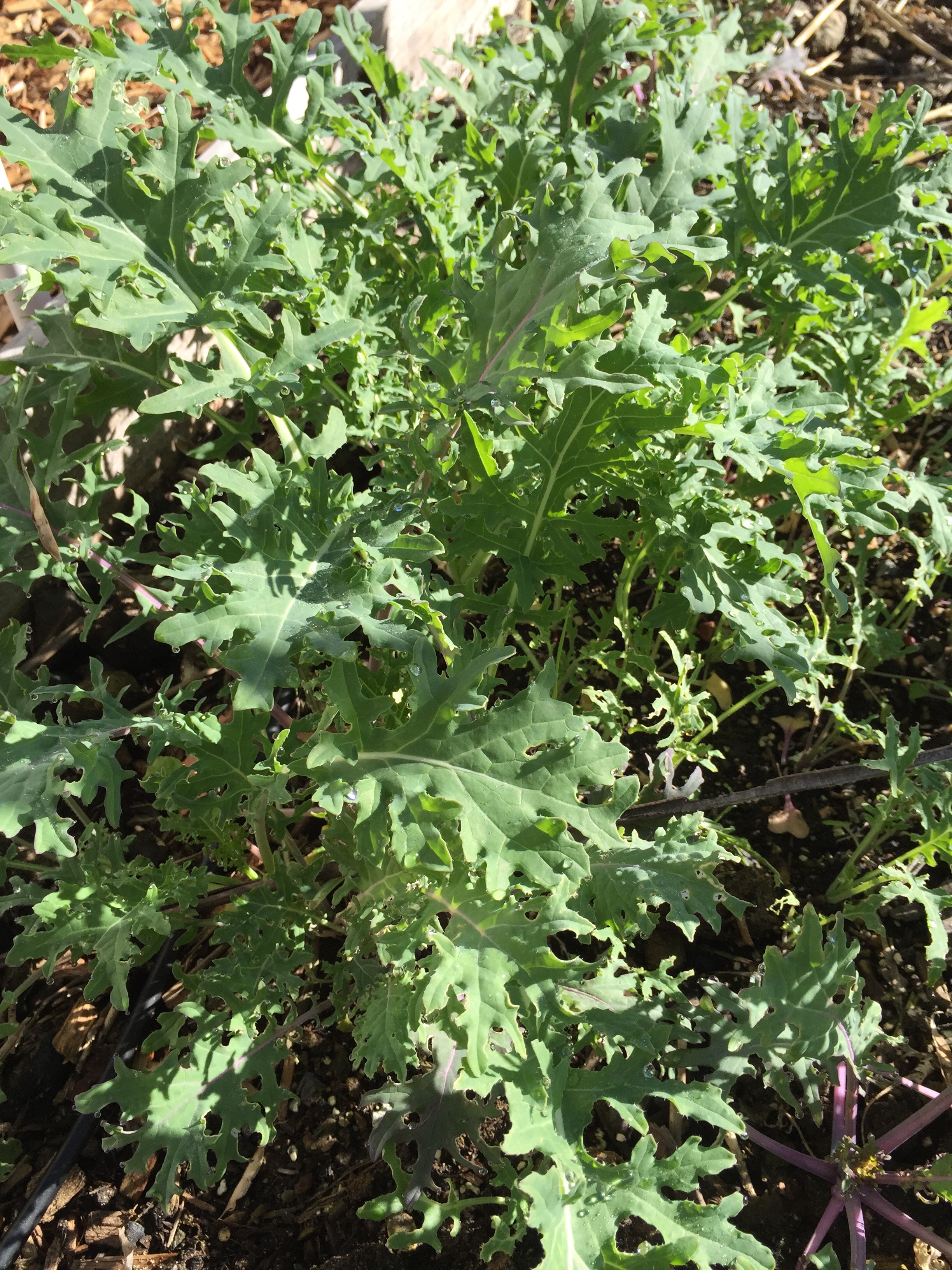 Kale.