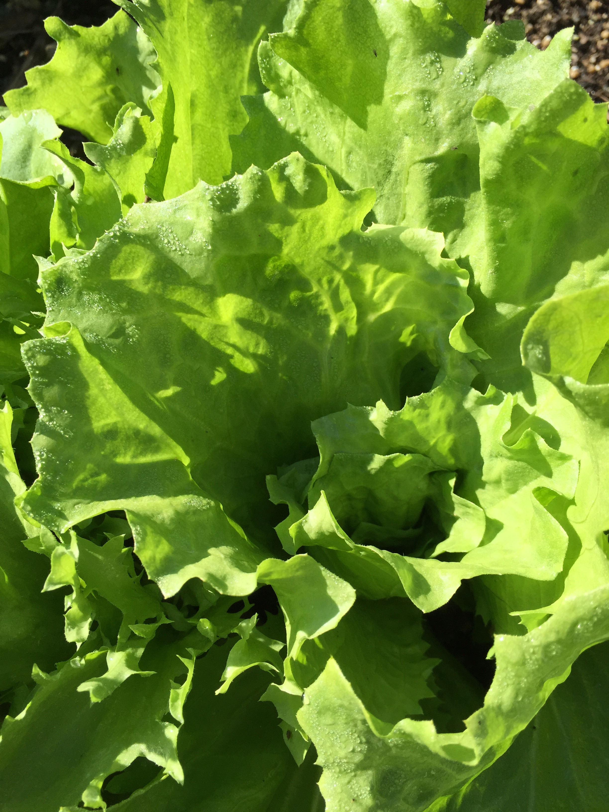 A beautiful head of lettuce.