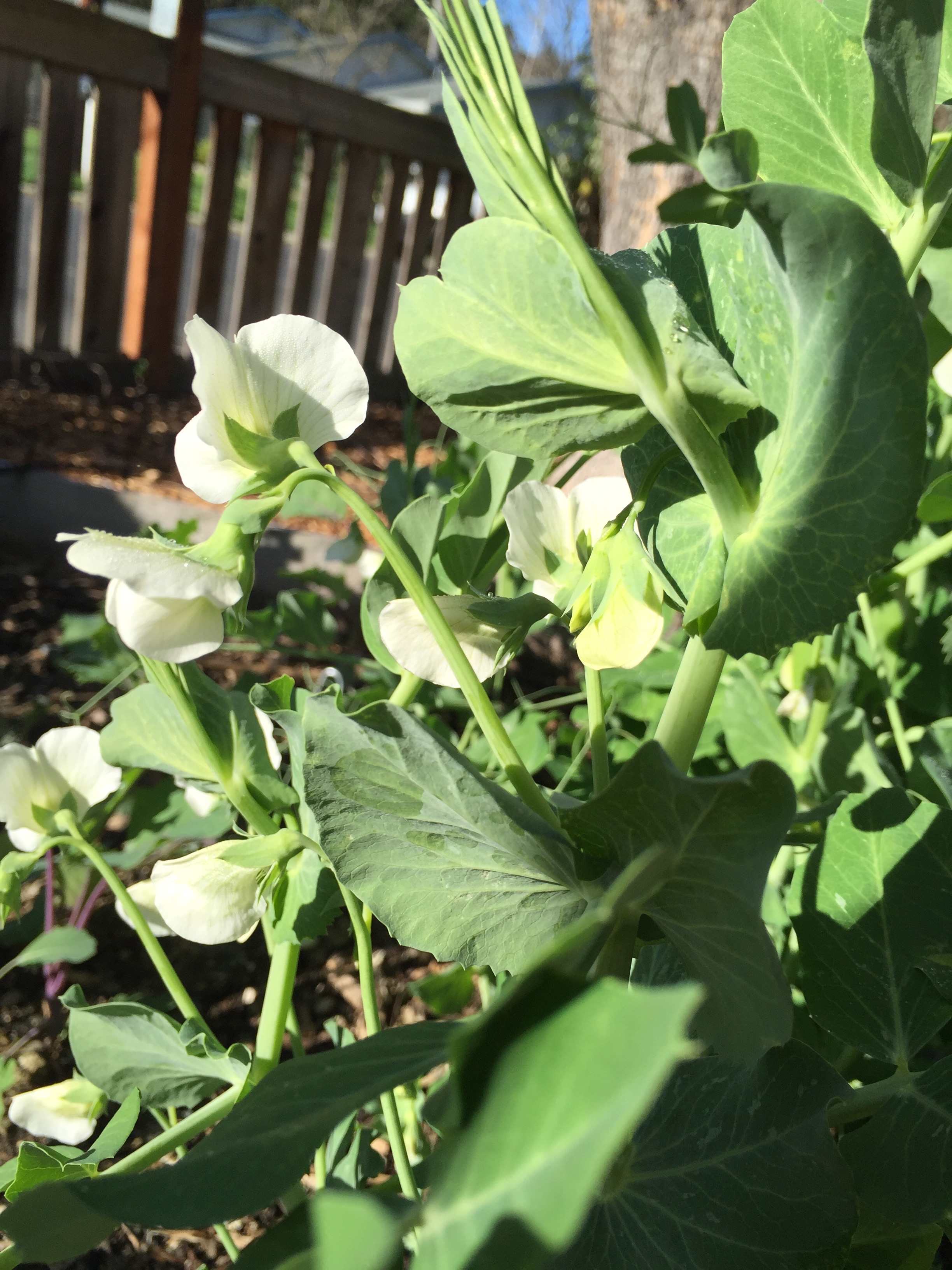 Shelling peas.
