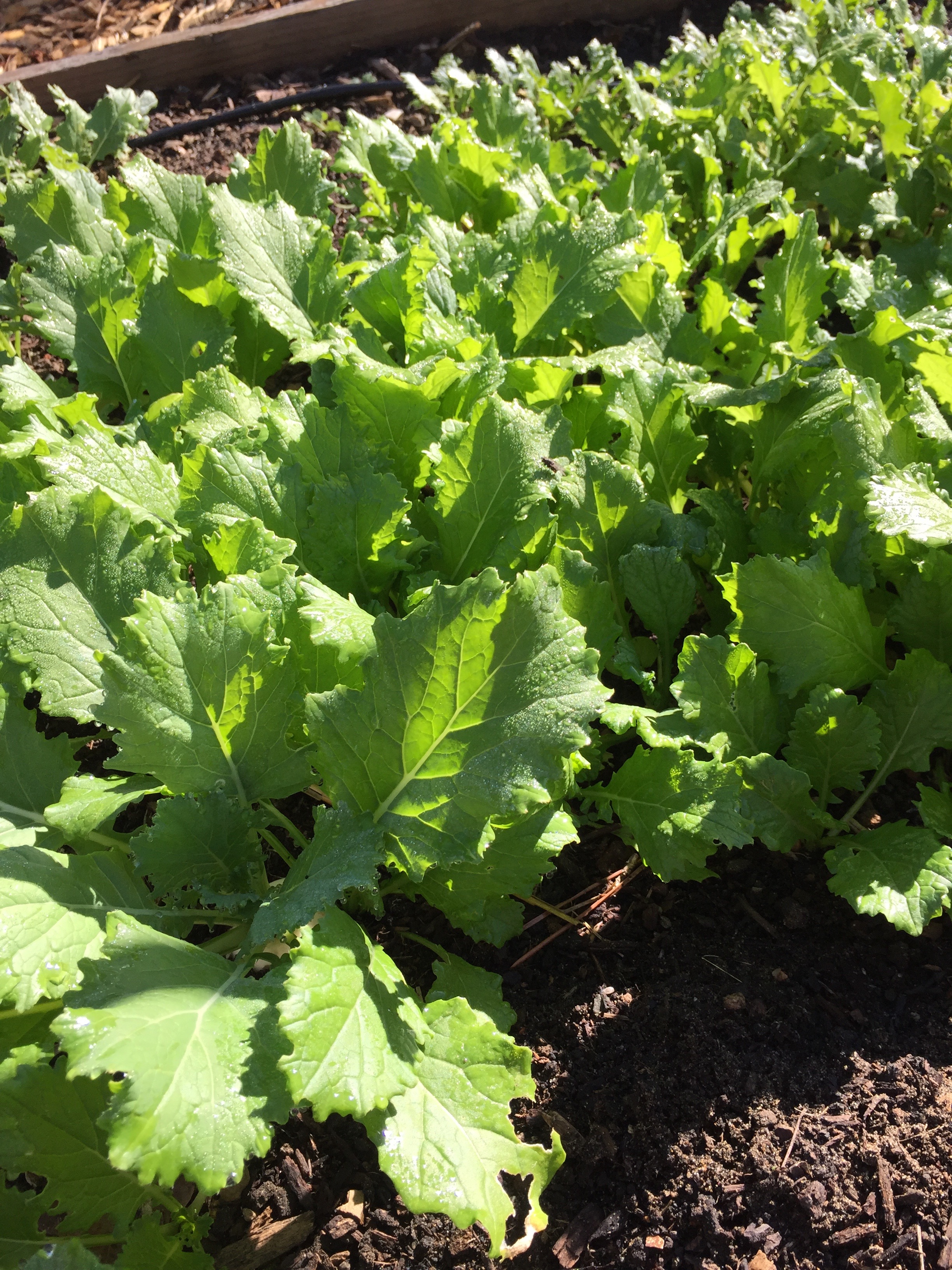 Salad Turnips.