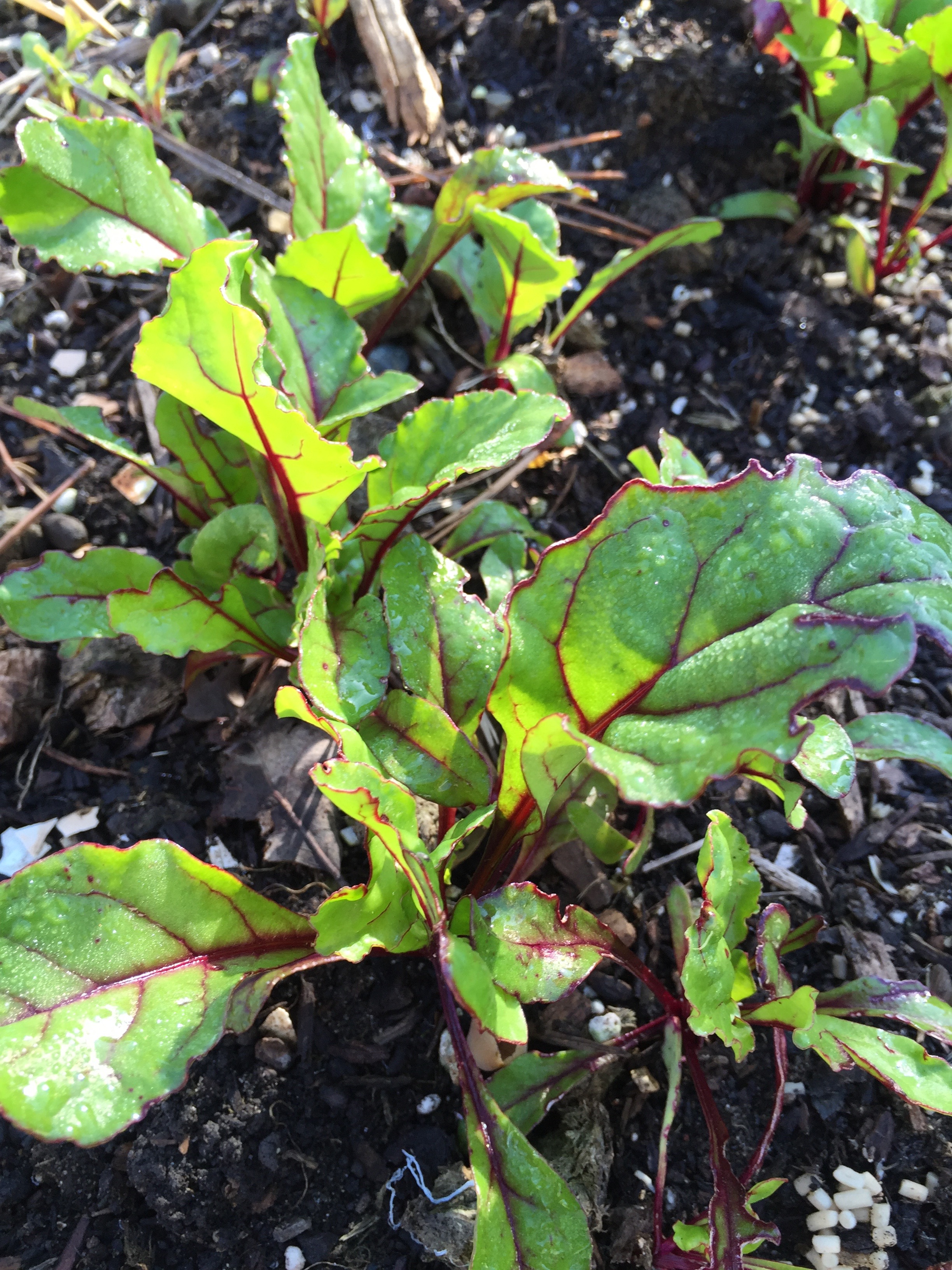 Beets.