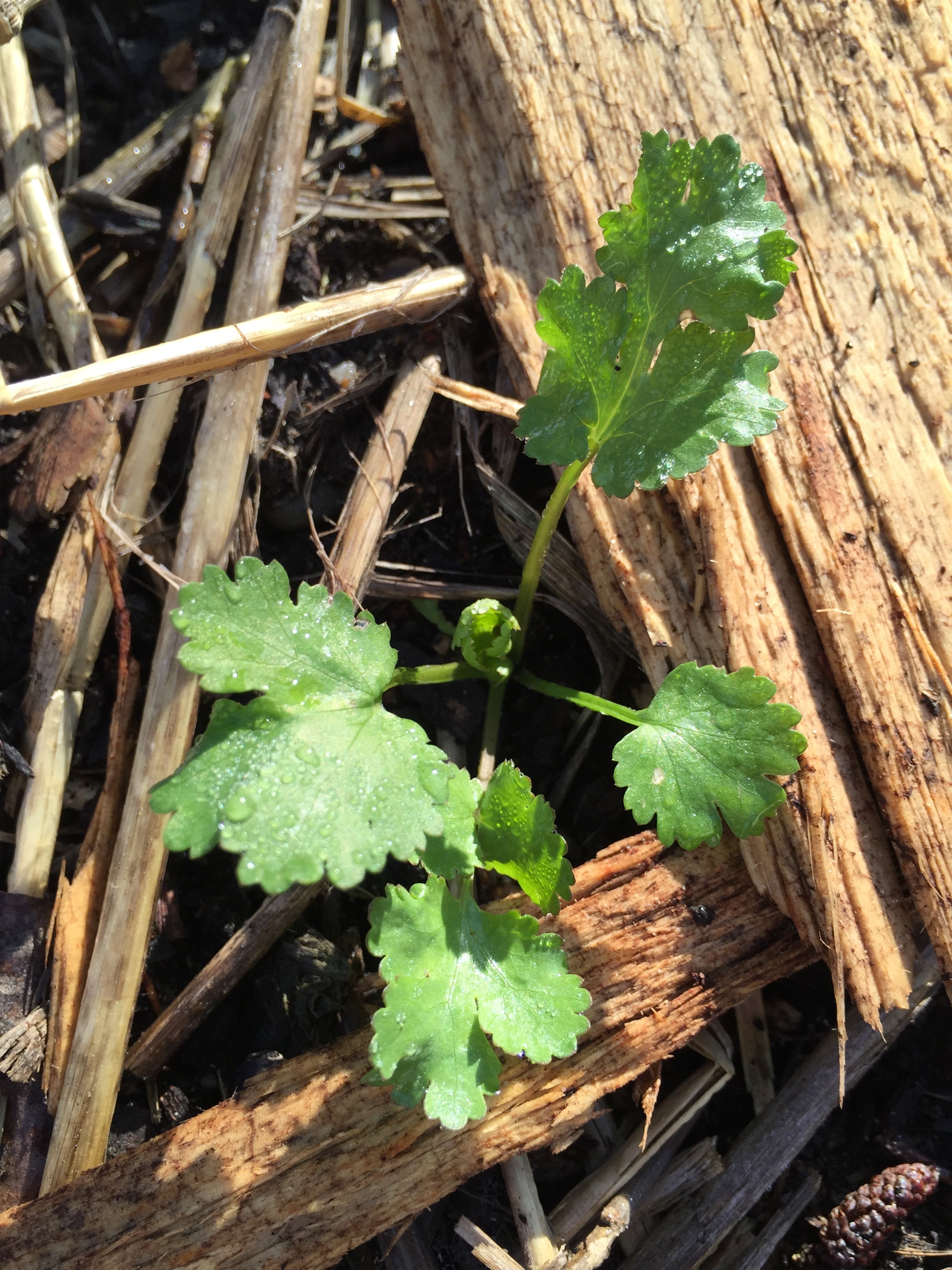 volunteer Cilantro.