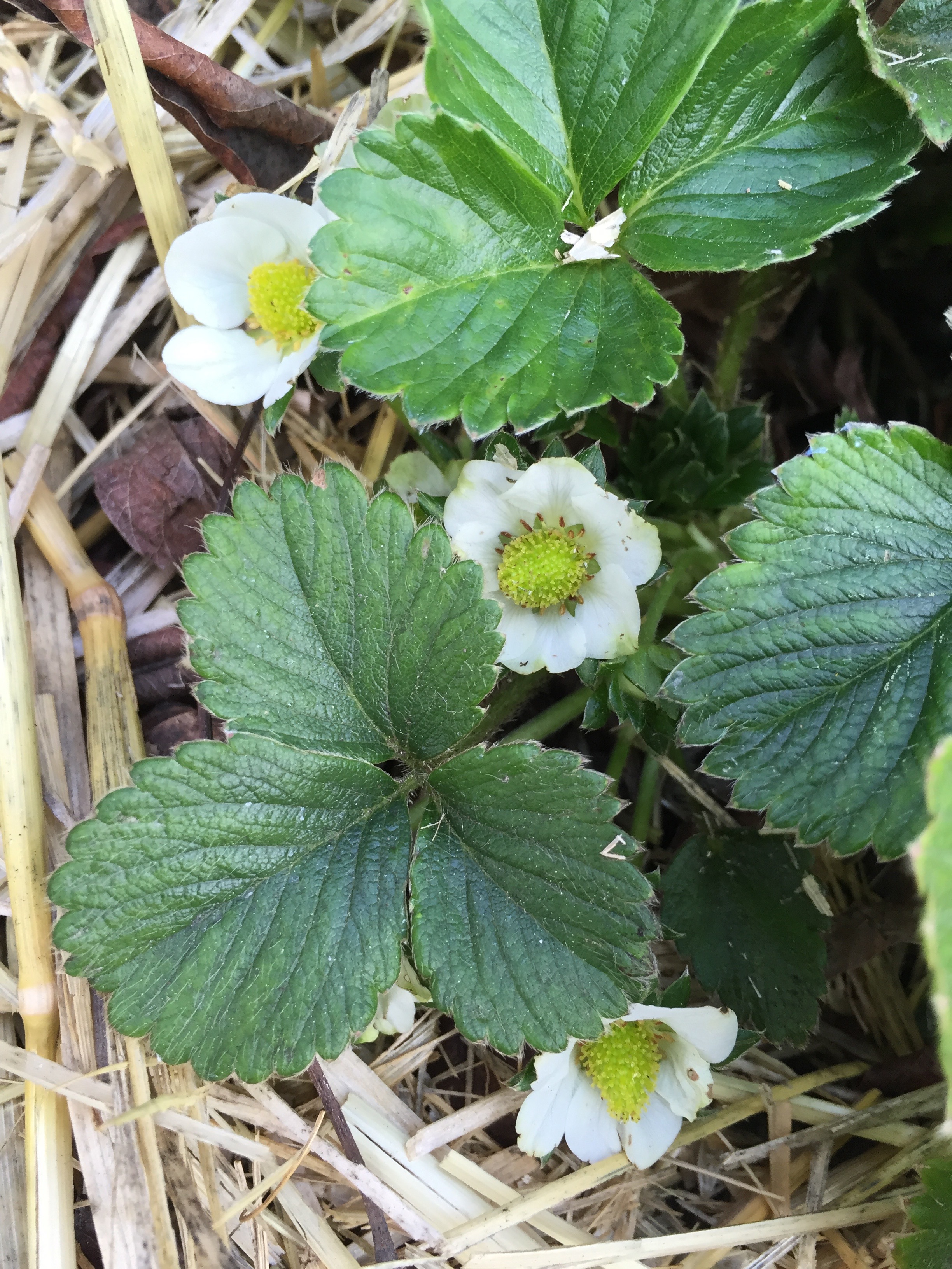 Strawberries