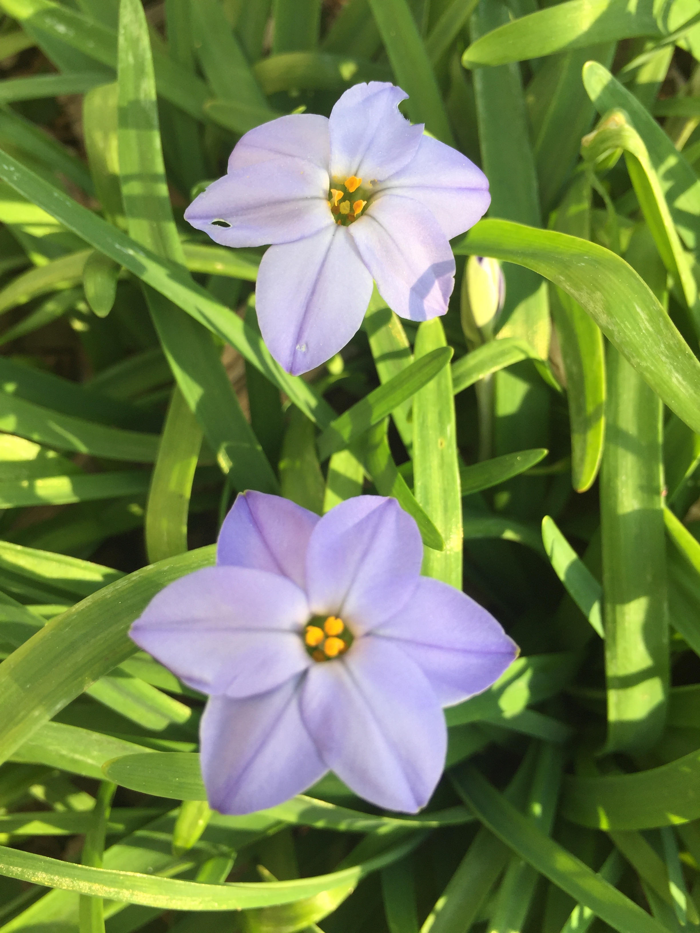 Ipherion, or Starflower