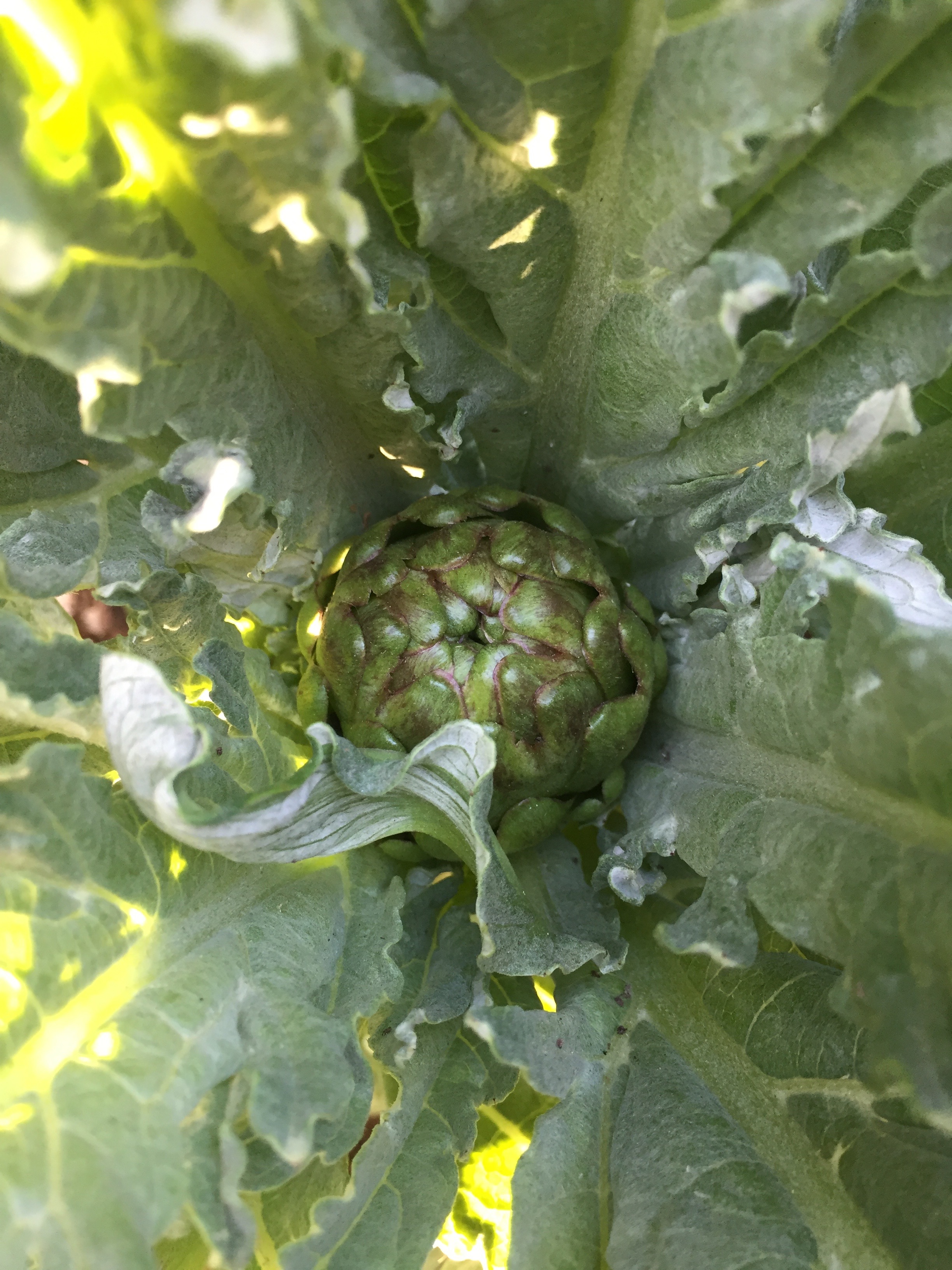Artichoke
