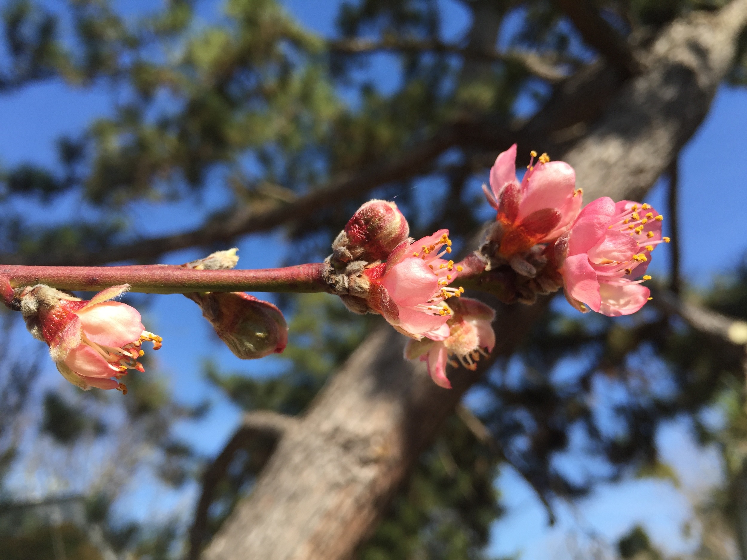 Peach tree blossoms