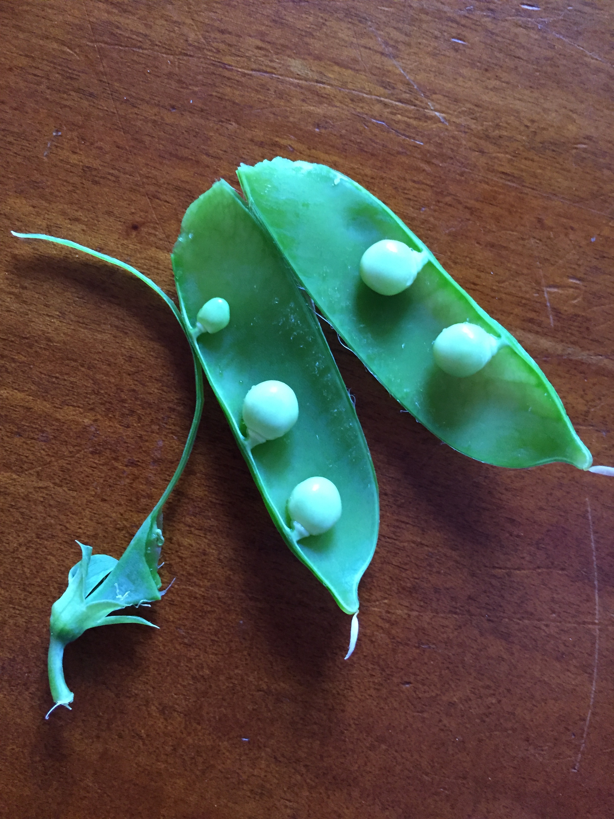 The first peas of the season