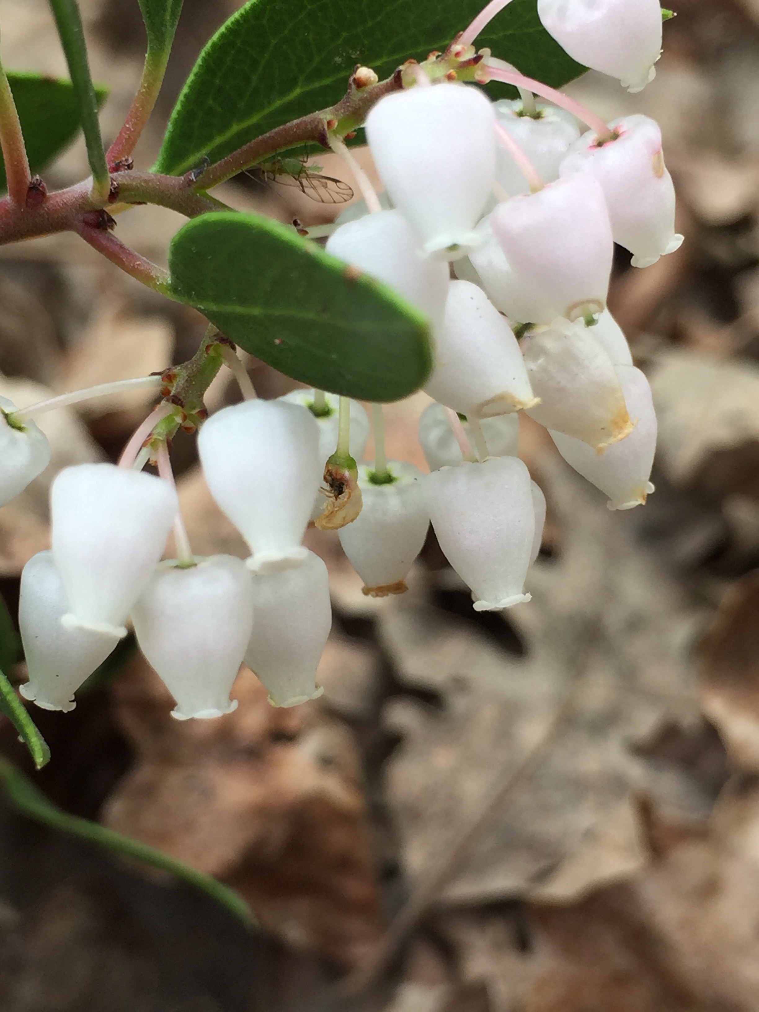 Manzanita. Can you find the tiny, winged creature?