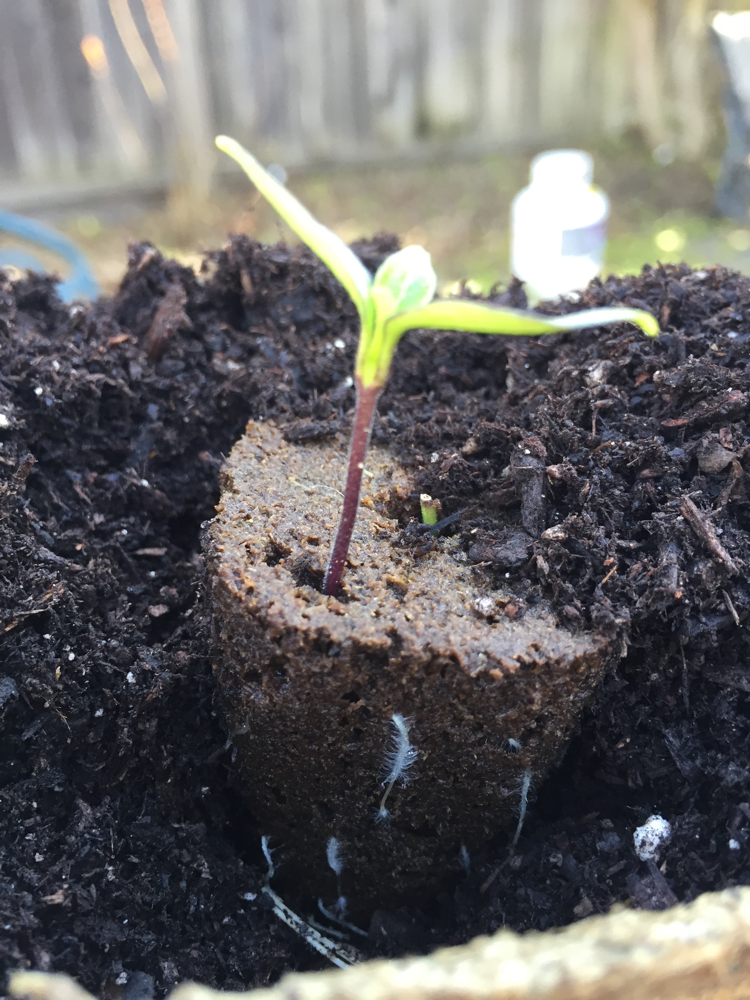 Fuzzy white roots on a seedling pepper.