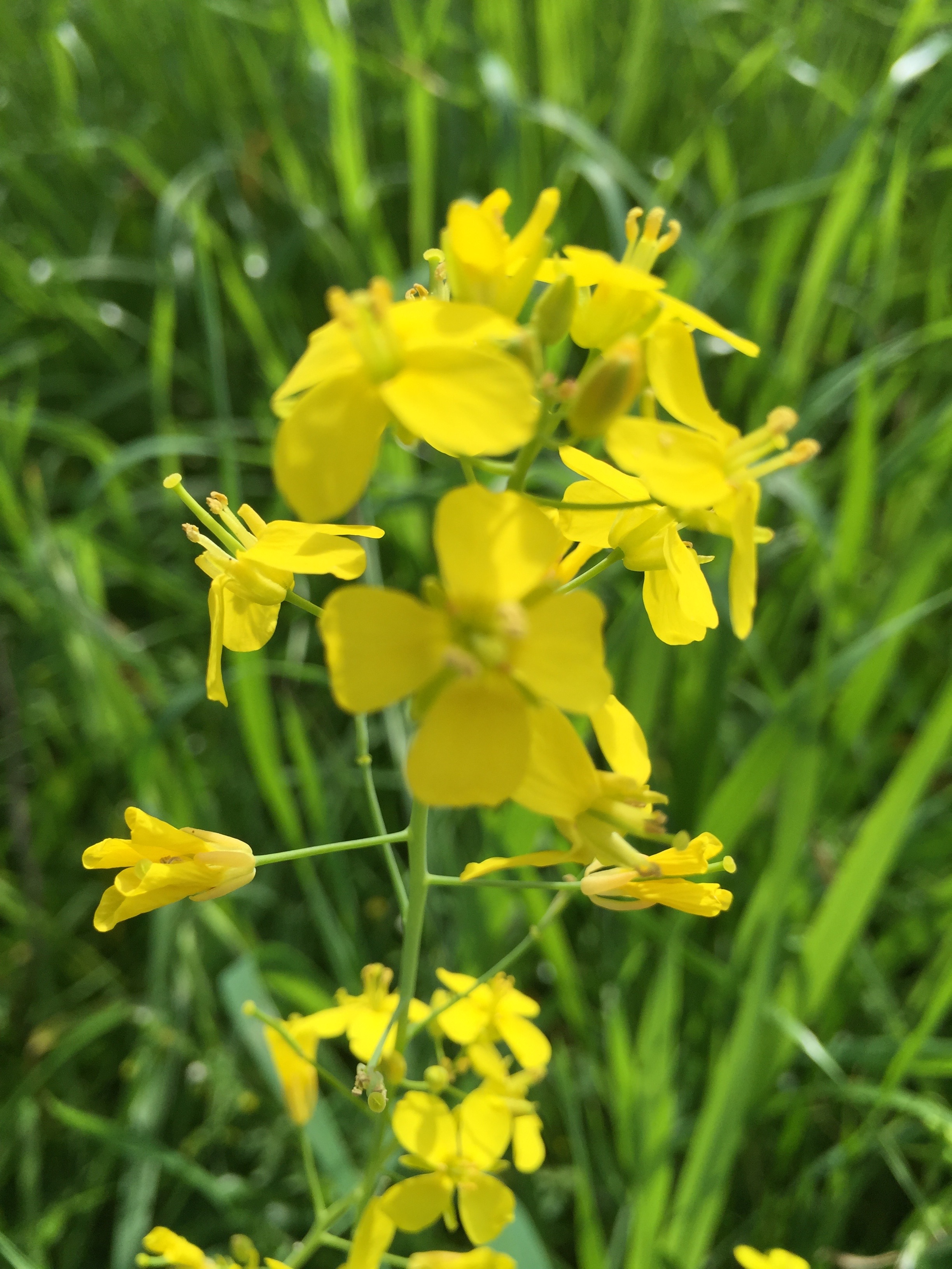 Wild Mustard in the hills.