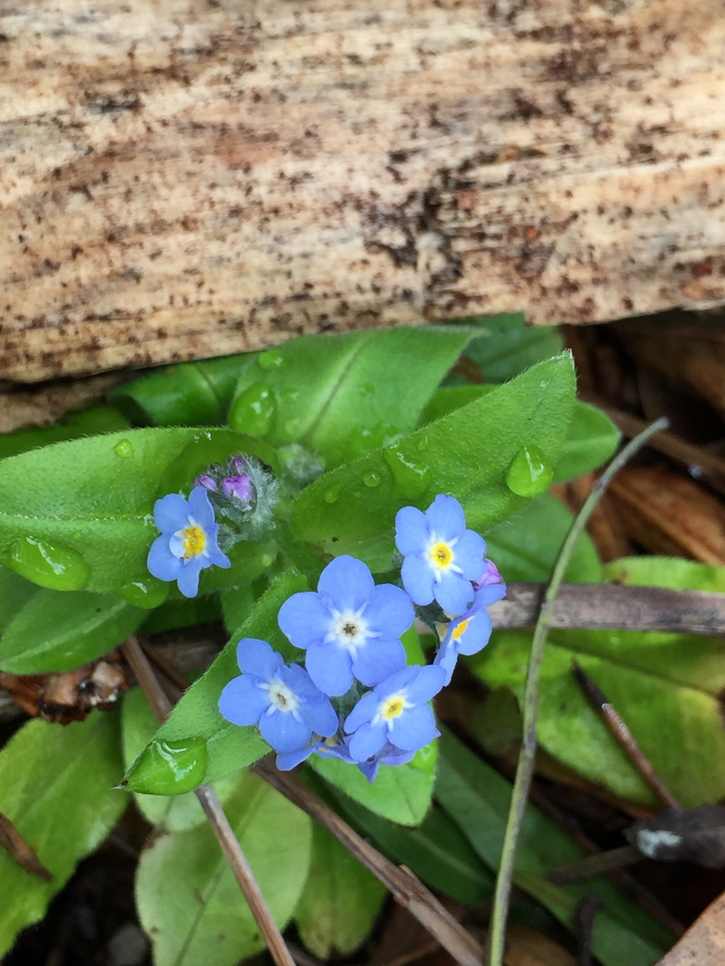 Tiny Forget-Me-Nots.