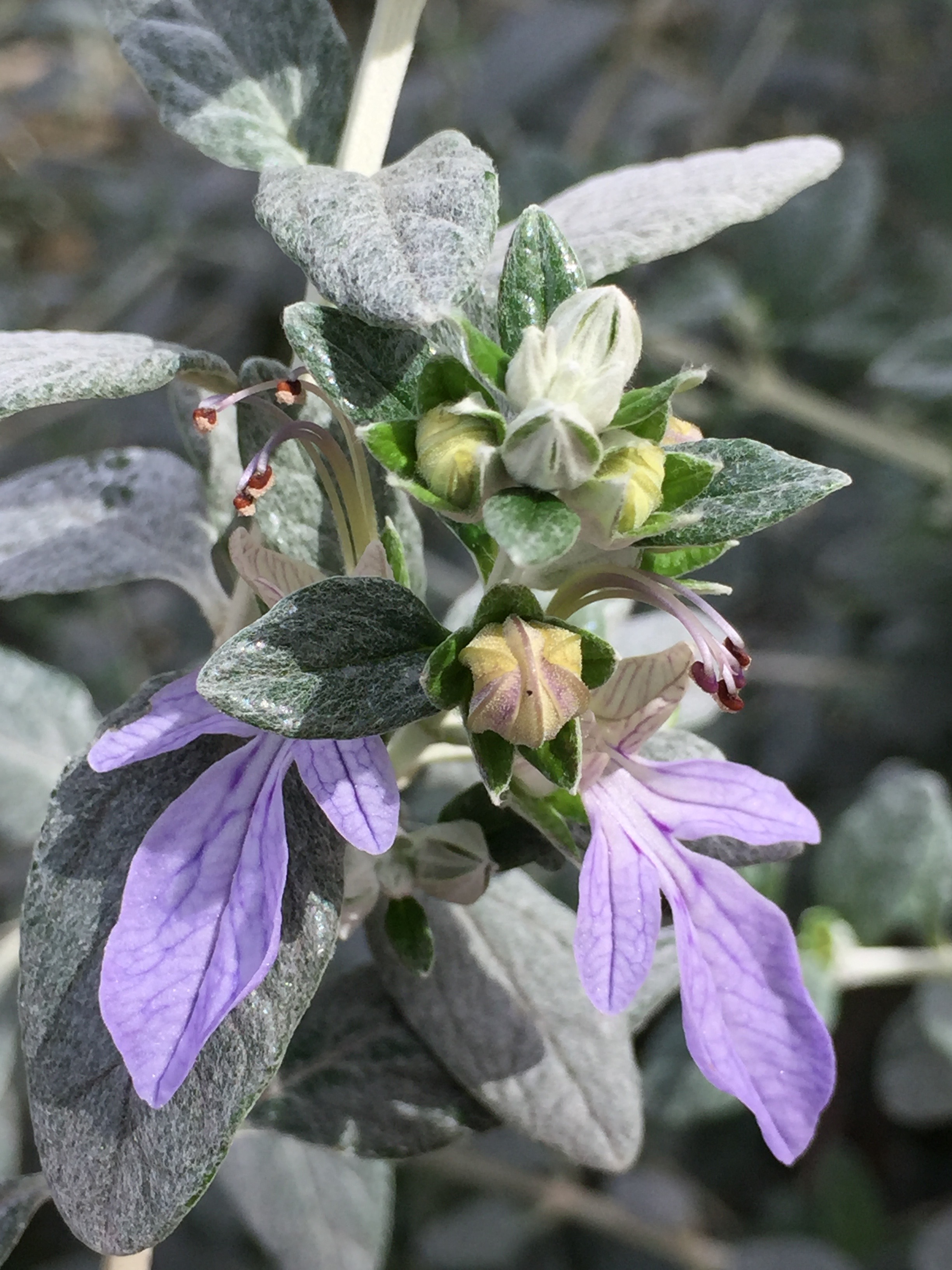 Germander.